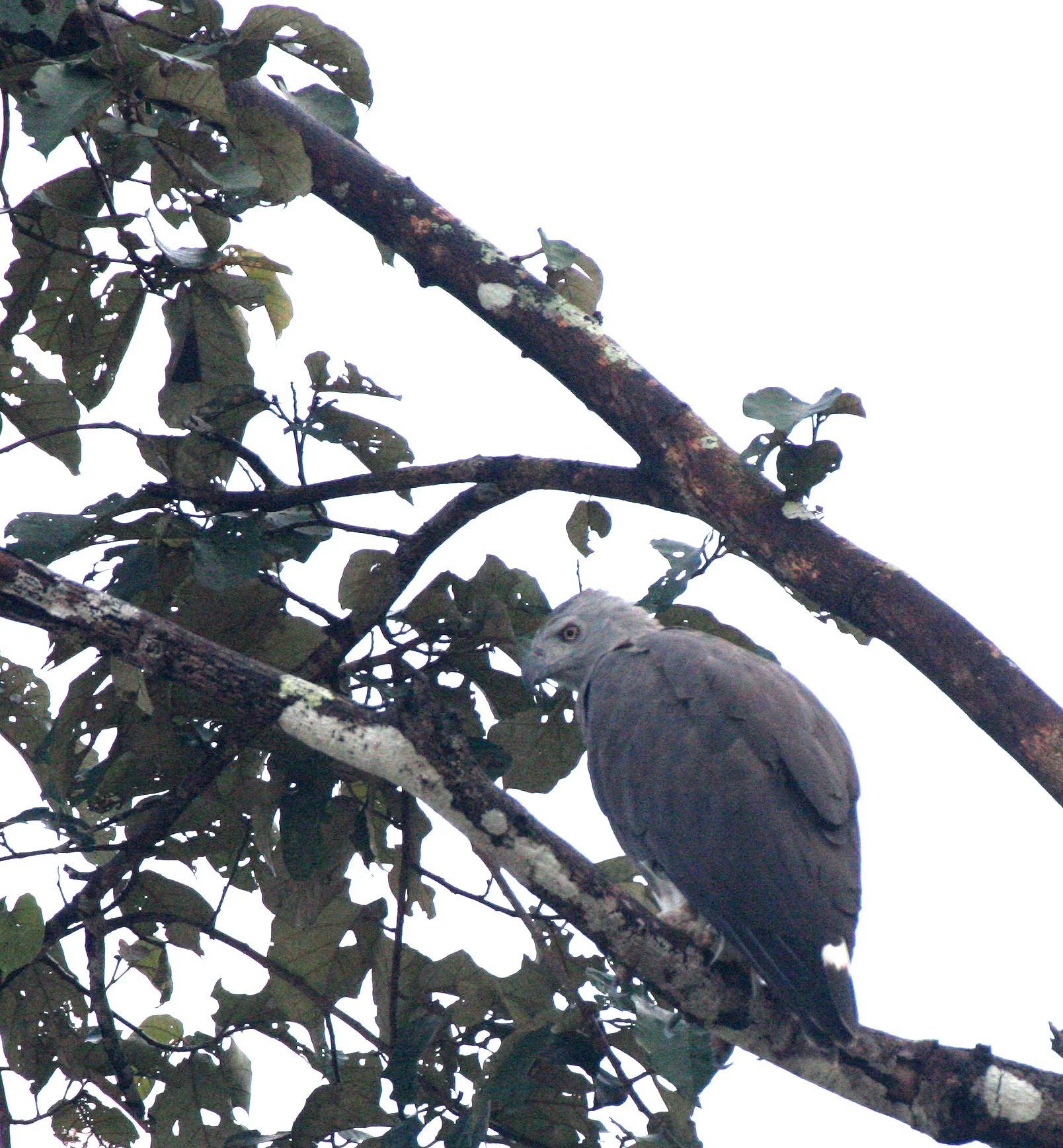 Haliaeetus ichthyaetus - GREY-HEADED FISH EAGLE - KINABATANGAN RIVER BORNEO  (10).JPG