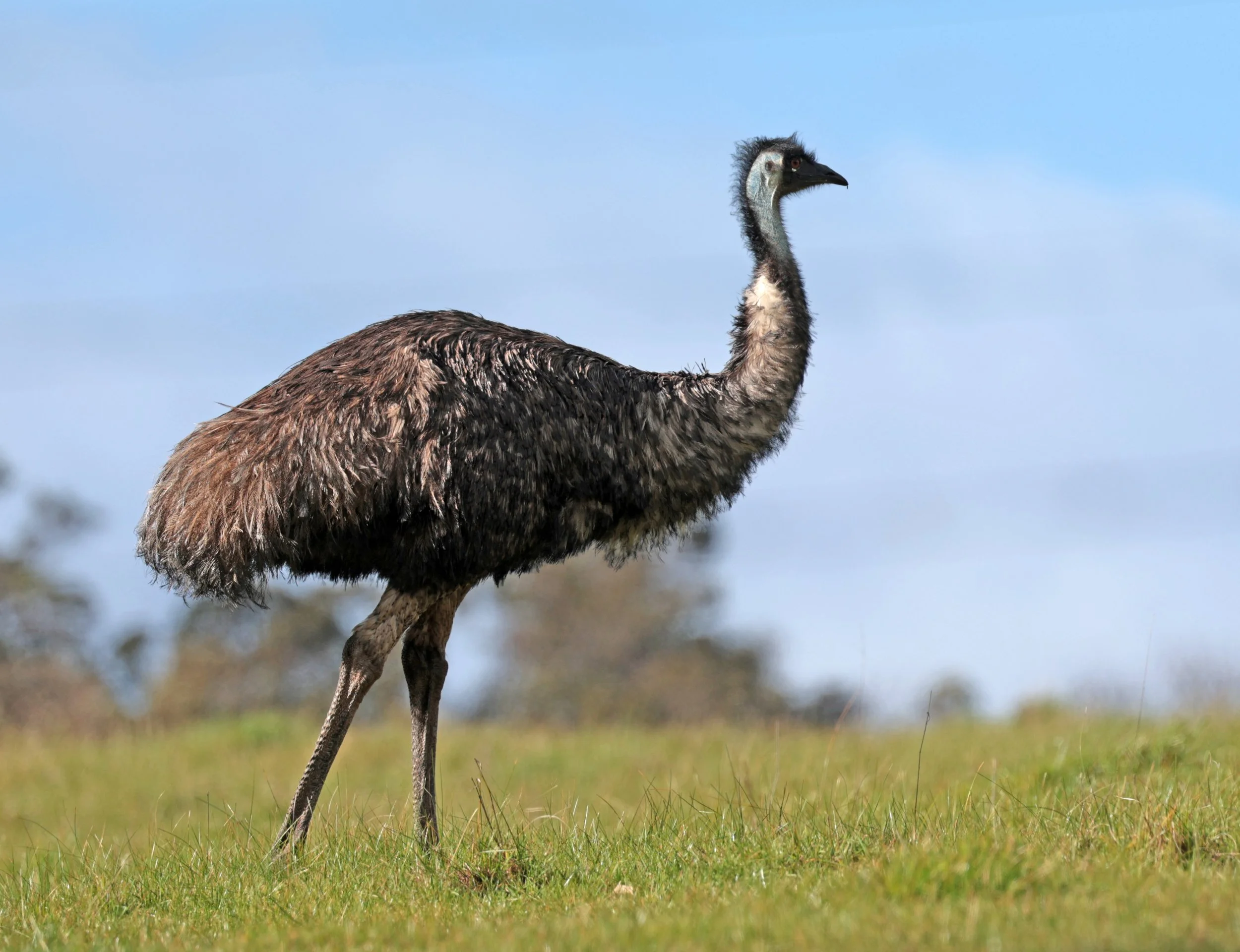 Emu (Dromaius novaehollandiae) Mt Frankland NP - Western Australia (33).jpg