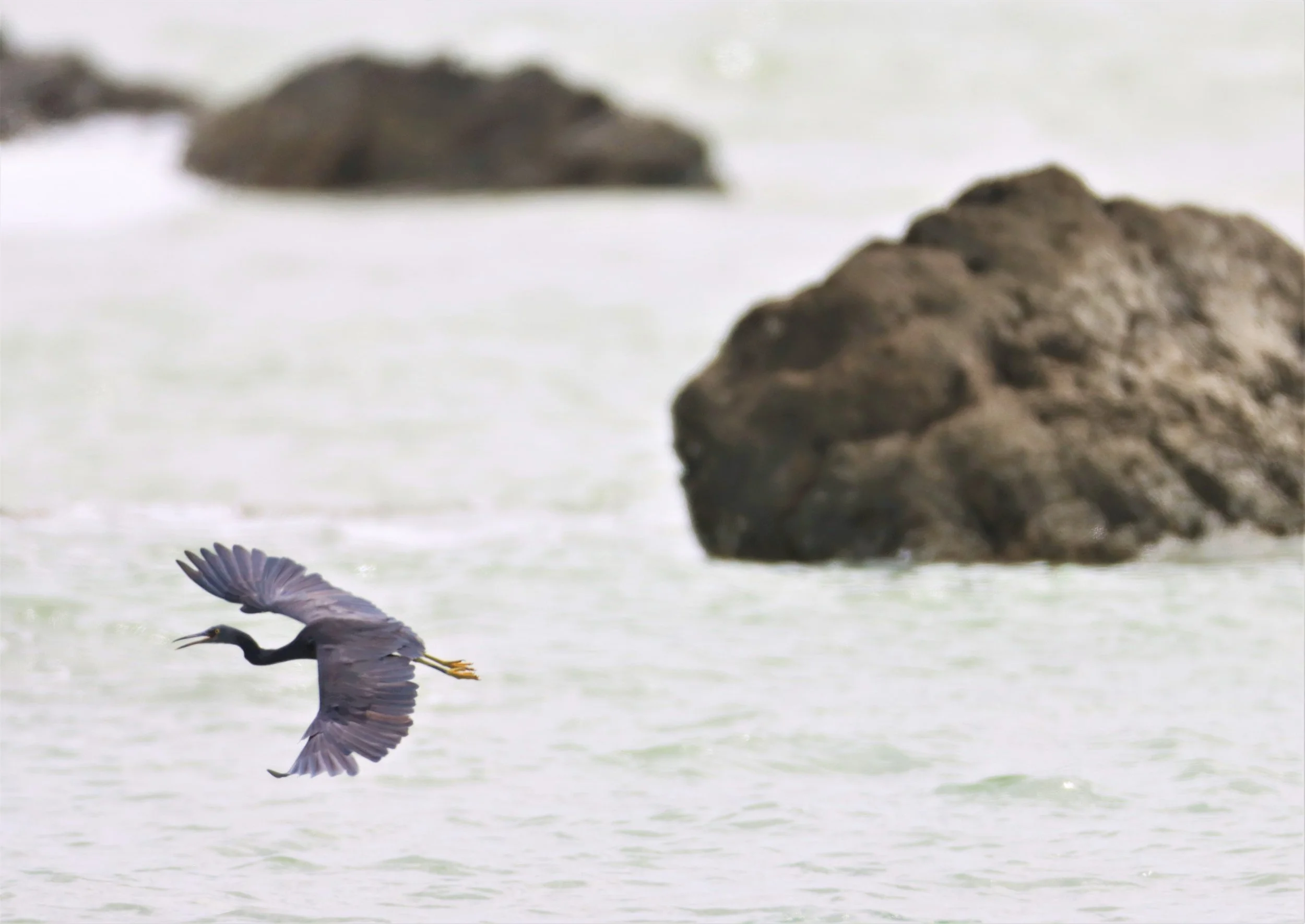 EGRET - PACIFIC REEF EGRET - Egretta sacra - LAEM PAKARANG PHANG NGA (19).jpg