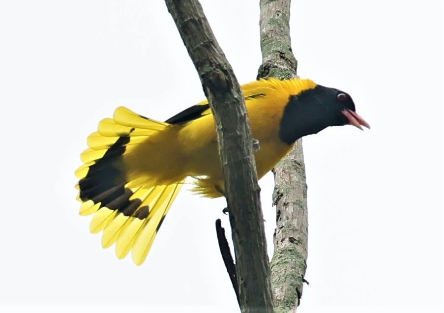 Black-hooded Oriole (Oriolus xanthornus) Baan Maka Nature Resort Petchaburi Thailand (23).jpg