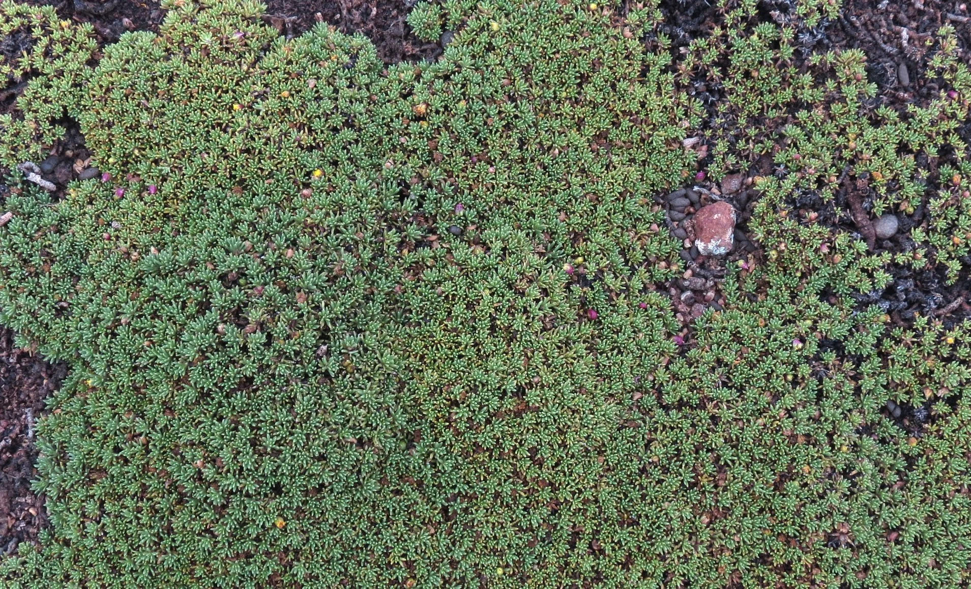 BALE MOUNTAINS NATIONAL PARK - SANETTI PLATEAU - ETHIOPIA (60).JPG