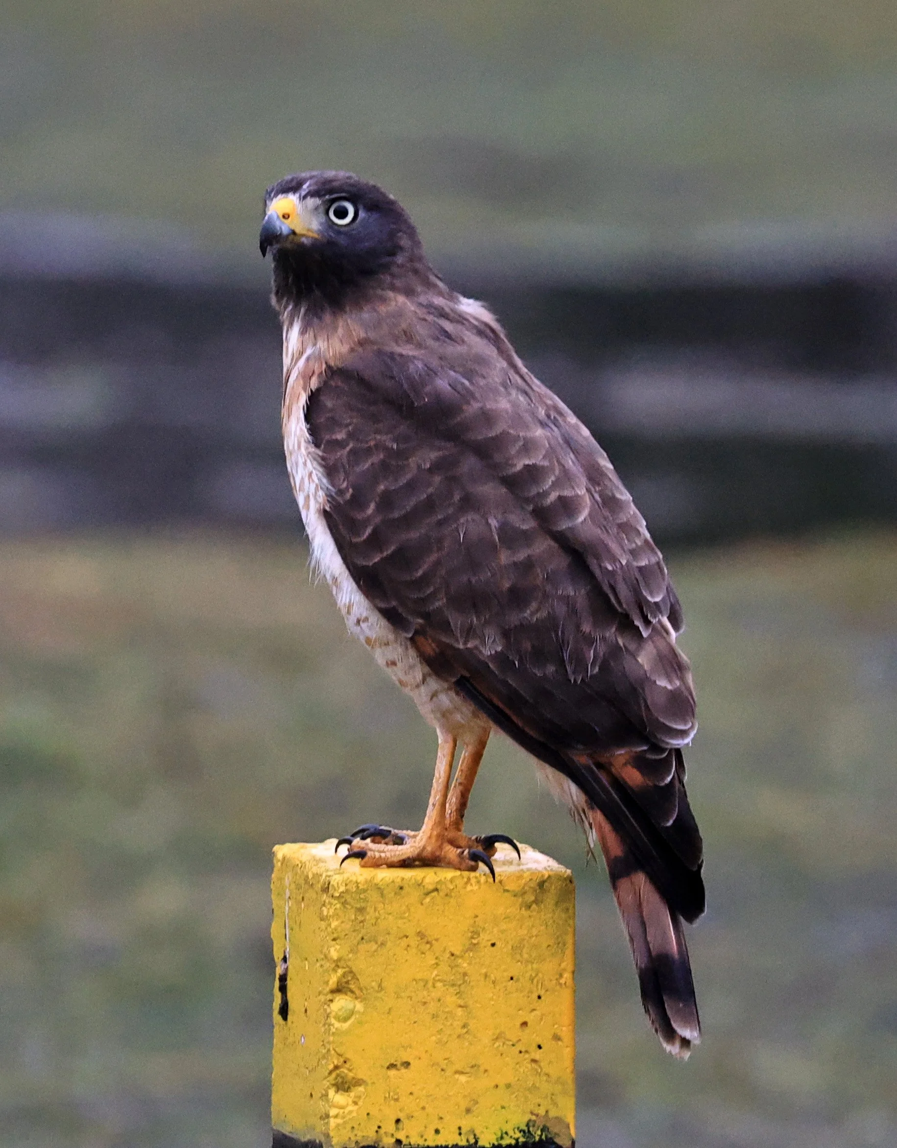 Roadside Hawk (Rupornis magnirostris) El Palmar National Park, Entre Rios, Argentina (4).jpg