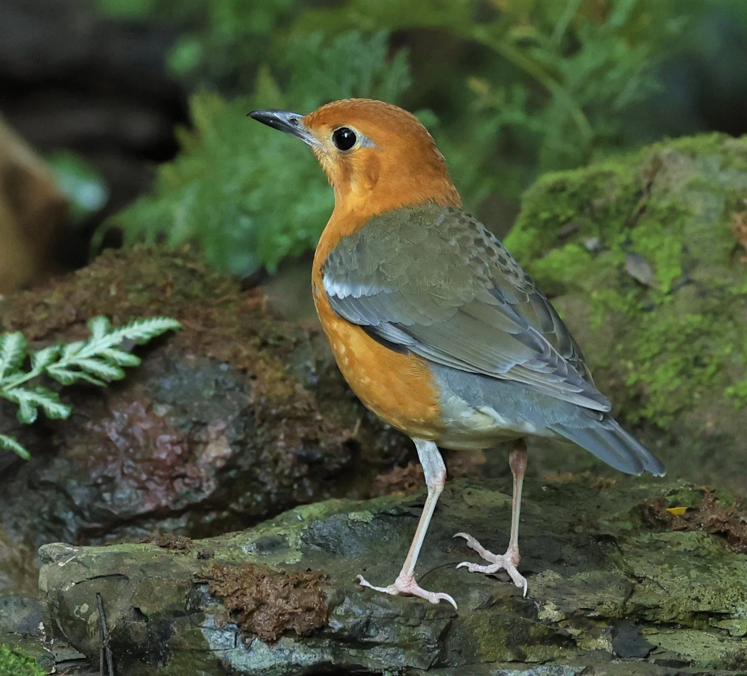 Orange-headed Thrush (Zoothera citrina)