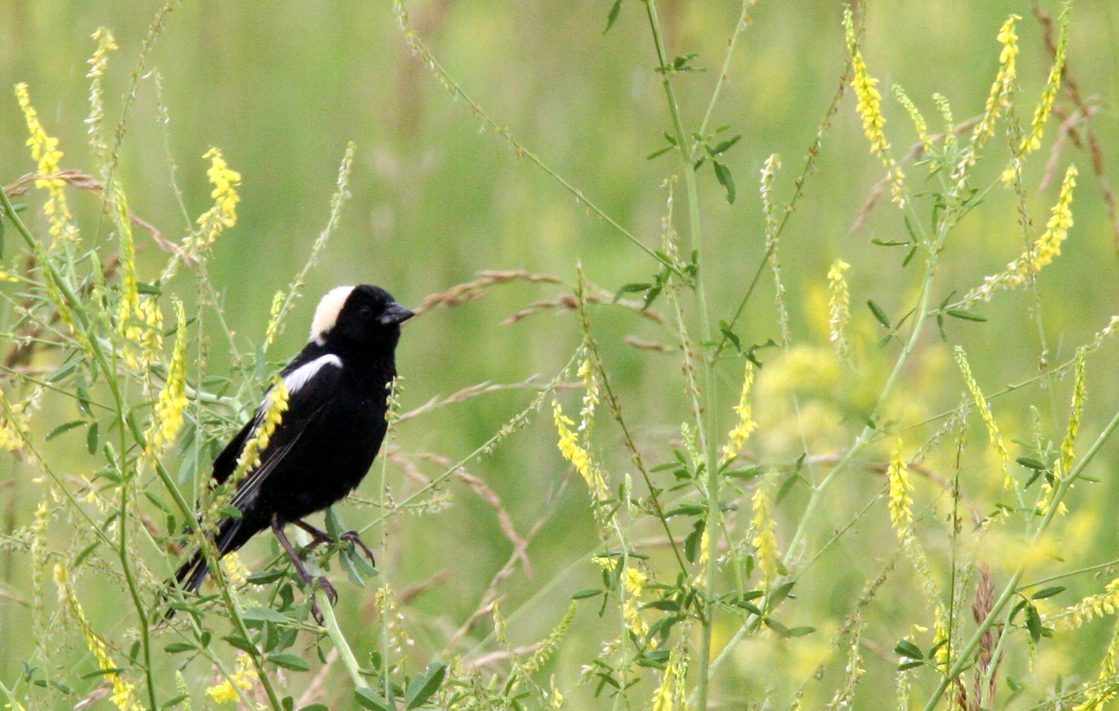 Bobolink (Dolichonyx oryzivorus) McKee Marsh Illinois (2).JPG