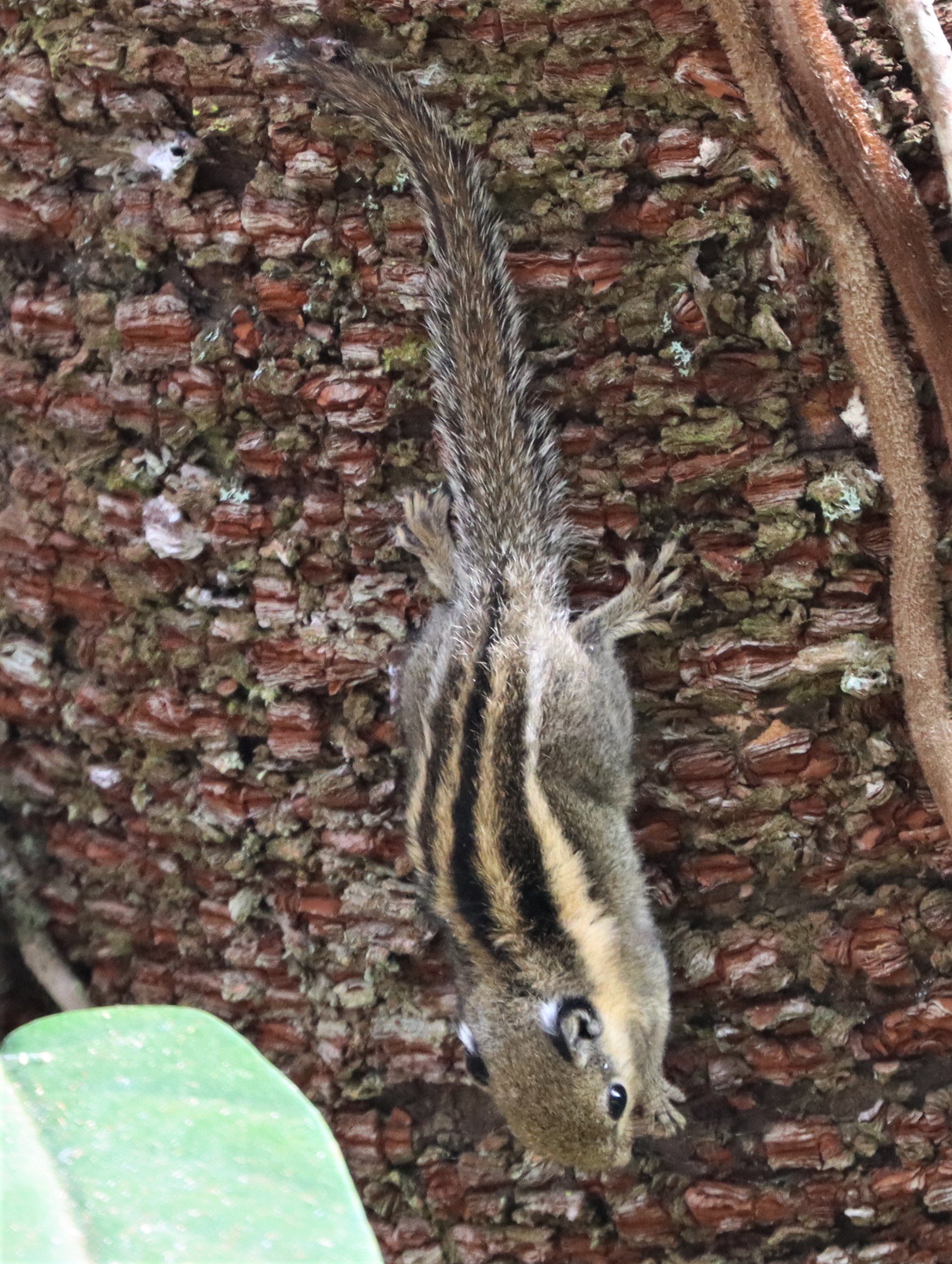 Tamiops mcclellandii - WESTERN OPR HIMALYAN STRIPED SQUIRREL - DOI INTHANON LOWER ELEVATIONS (9).jpg