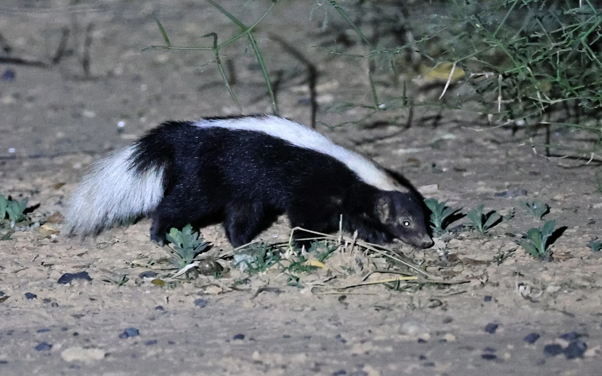 Molina's Hog-nosed Skunk (Conepatus chinga) Estancia Campo'í Paraguay (137).jpg