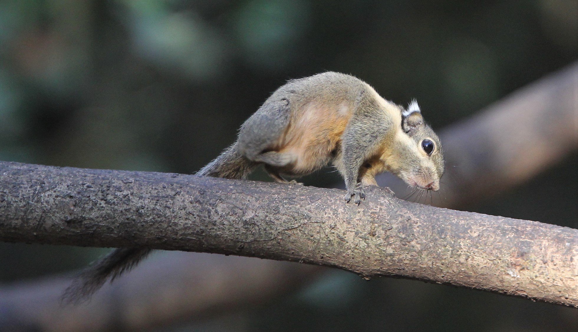 Tamiops mcclellandii - WESTERN STIPED SQUIRREL - LUNG SIN HIDE, KAENG KRACHAN (12).jpg