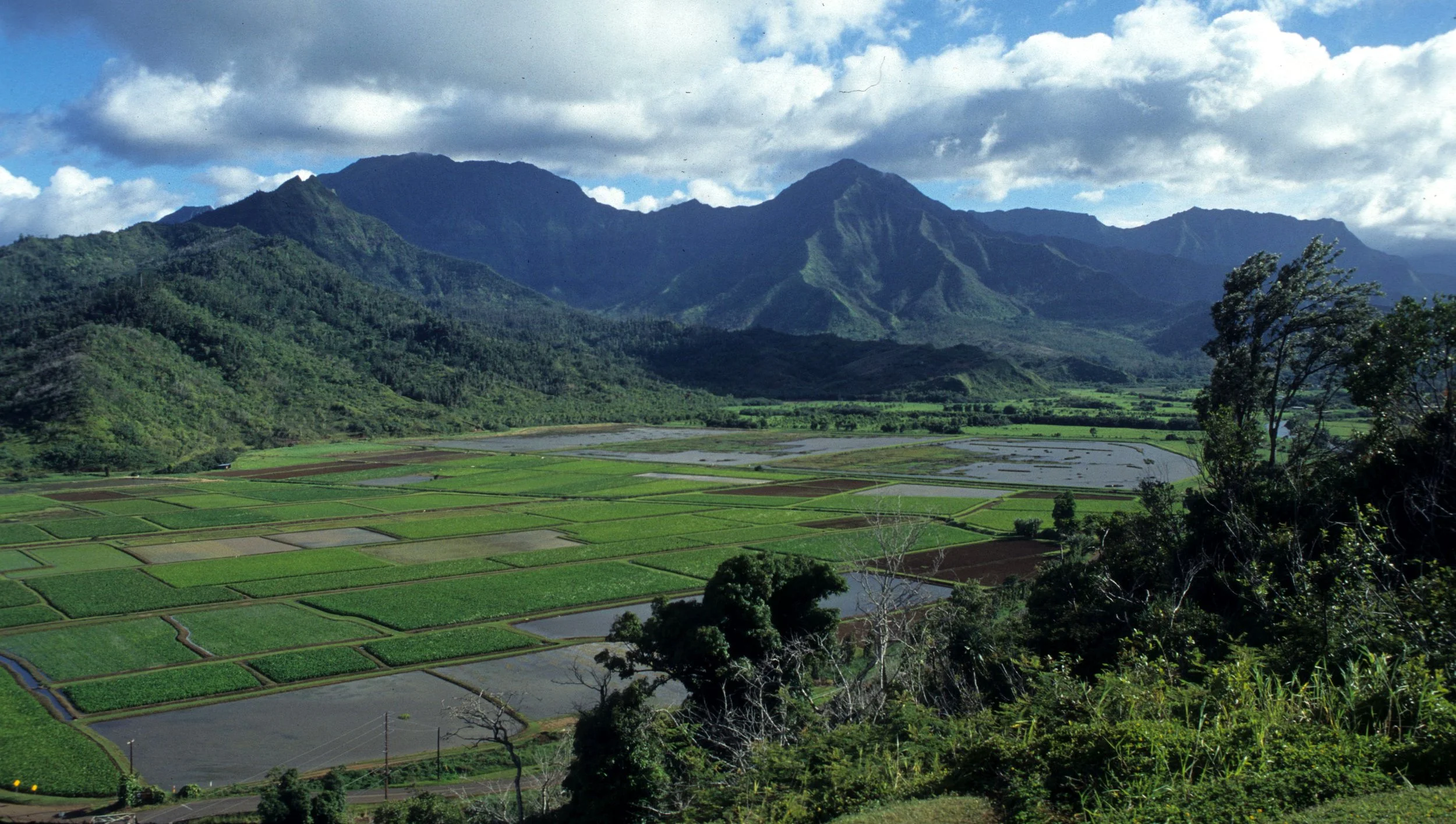 HAWAII - KAUAI - TARO FIELDS.jpg