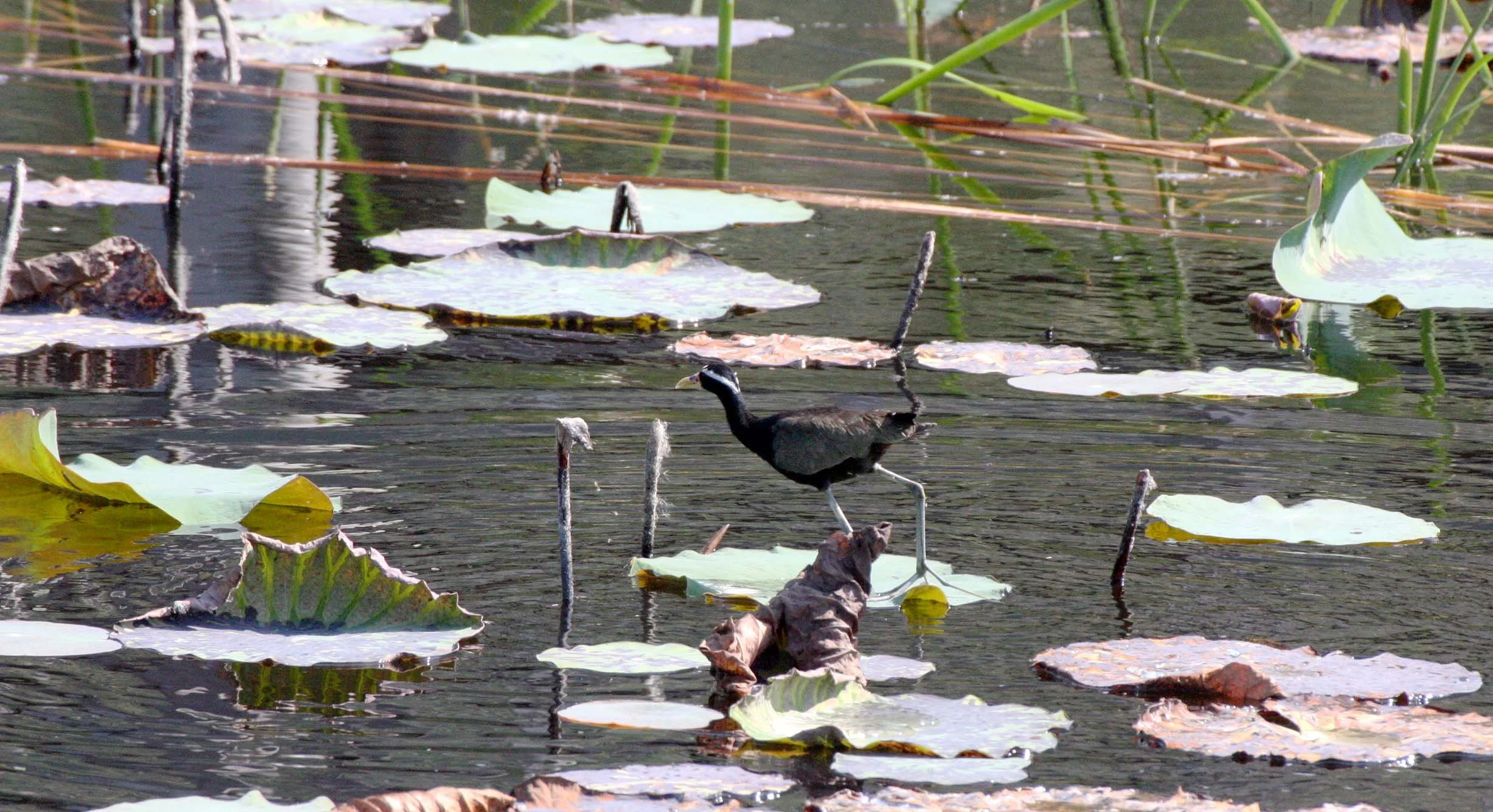 JACANA - BRONZE-WINGED JACANA - Metopidius indicus - KHAO SAM ROI YOT THAILAND (3).JPG
