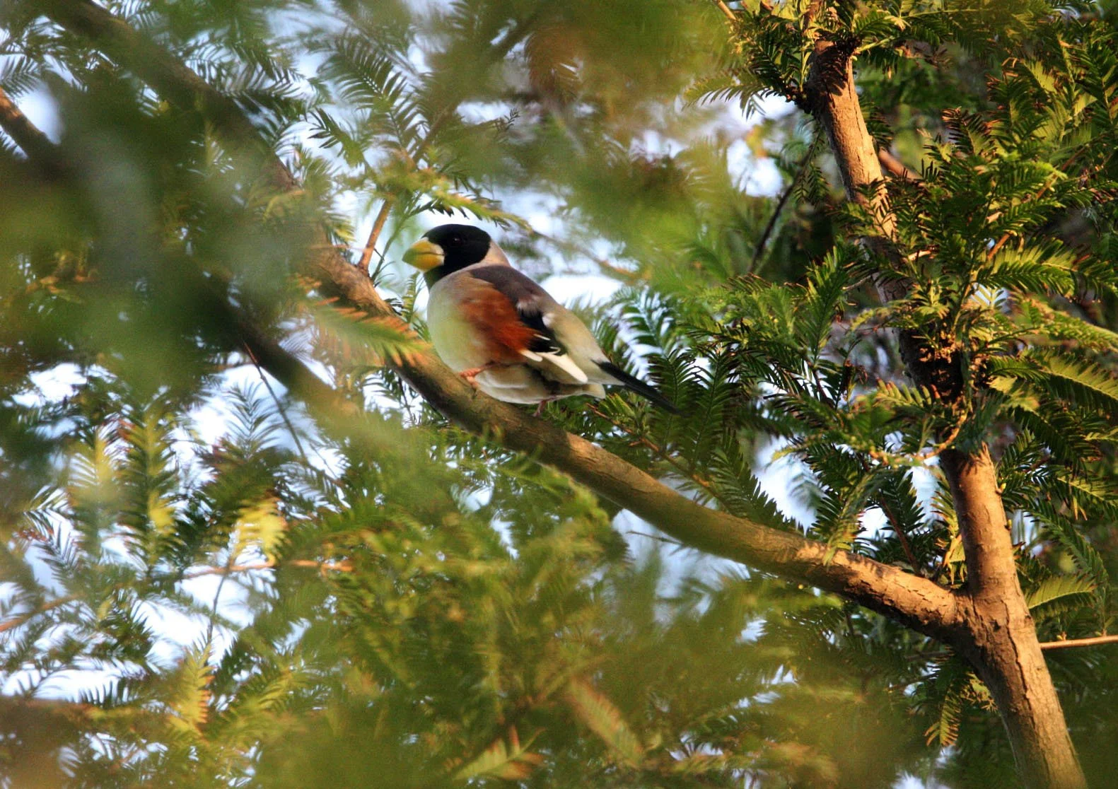 Chinese Grosbeak (Eophona migratoria) Nankou Rudong China (5).JPG