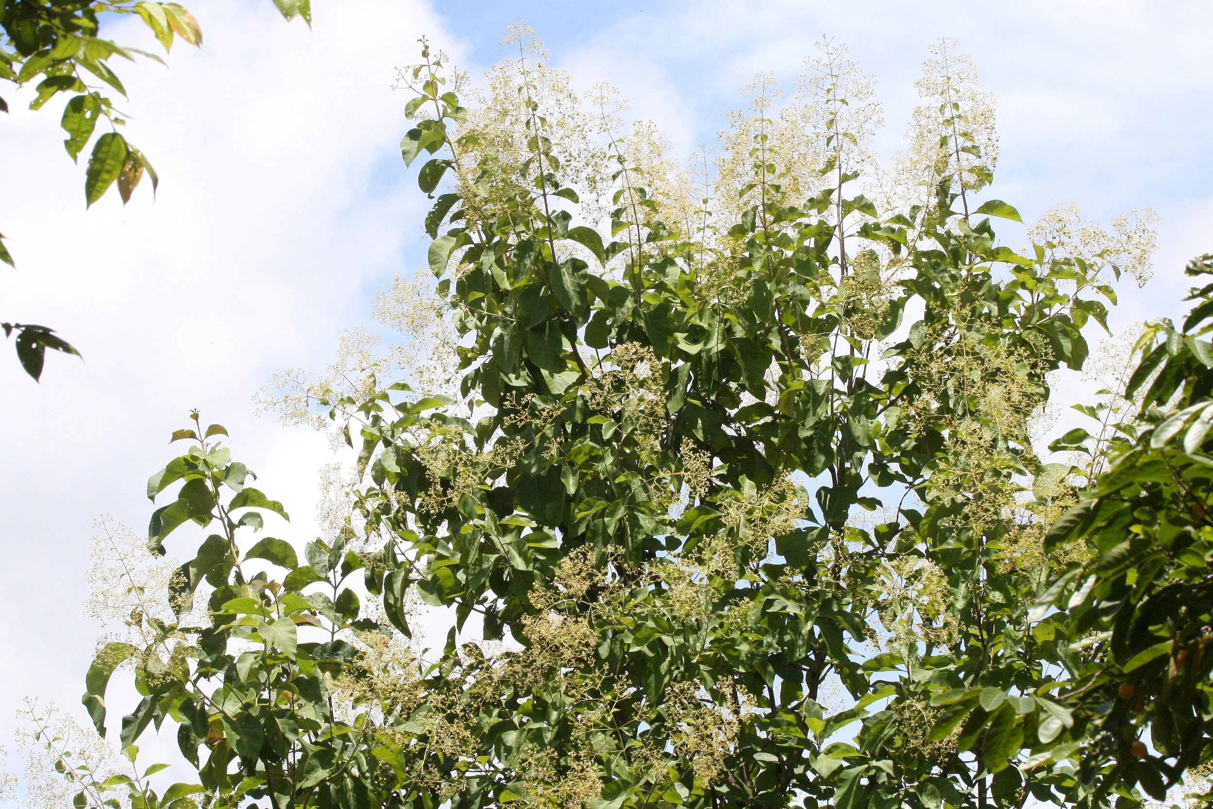 2008 Huai Kha Khaeng Road Trip - First Trip to the Park (123).JPG