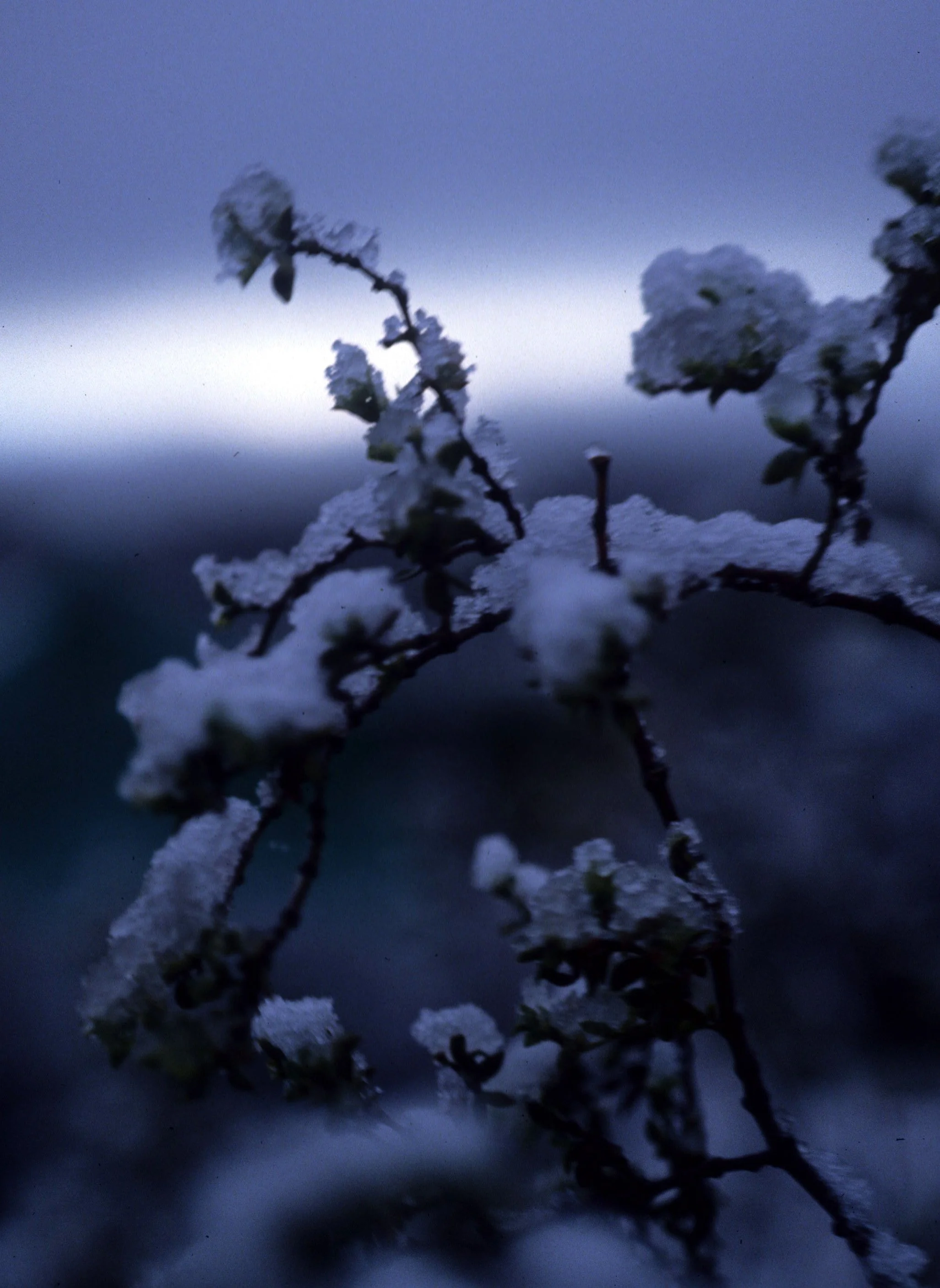 JOSHUA TREE IN SNOW B.jpg