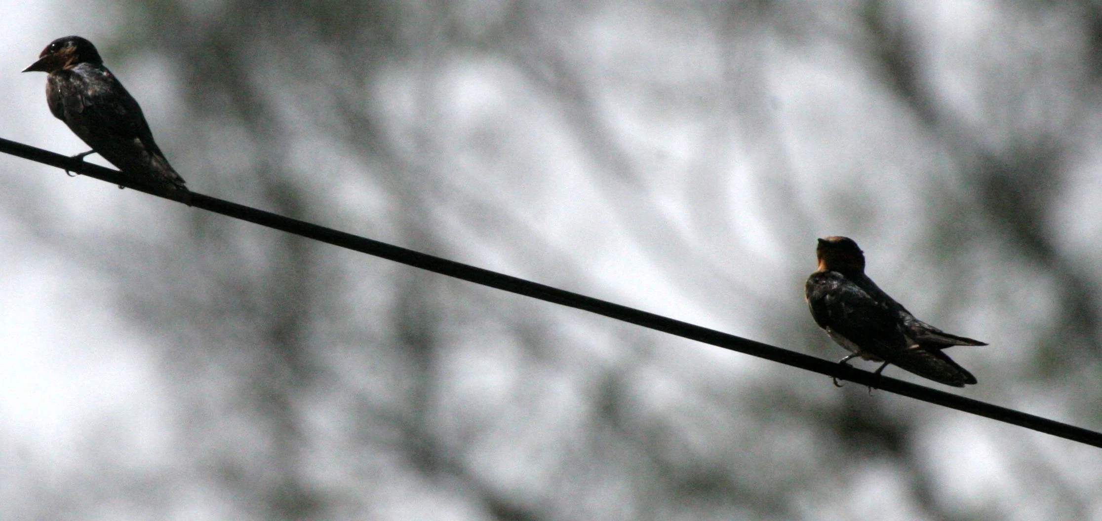 Pacific Swallow (Hirundo tahitica) Danum Valley Borneo (1).JPG