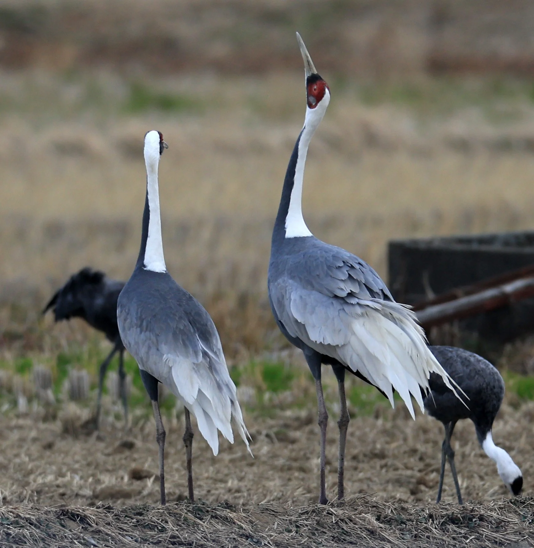 White-naped Crane (Antigone vipio) Izumi Crane Park & Center, Izumi Kagoshima Kyushu Japan (276).jpg