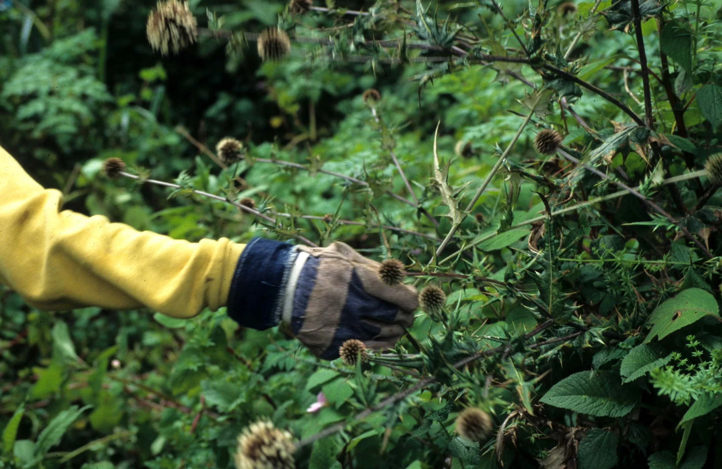 RWANDA - PLANTS - NETTLE.jpg