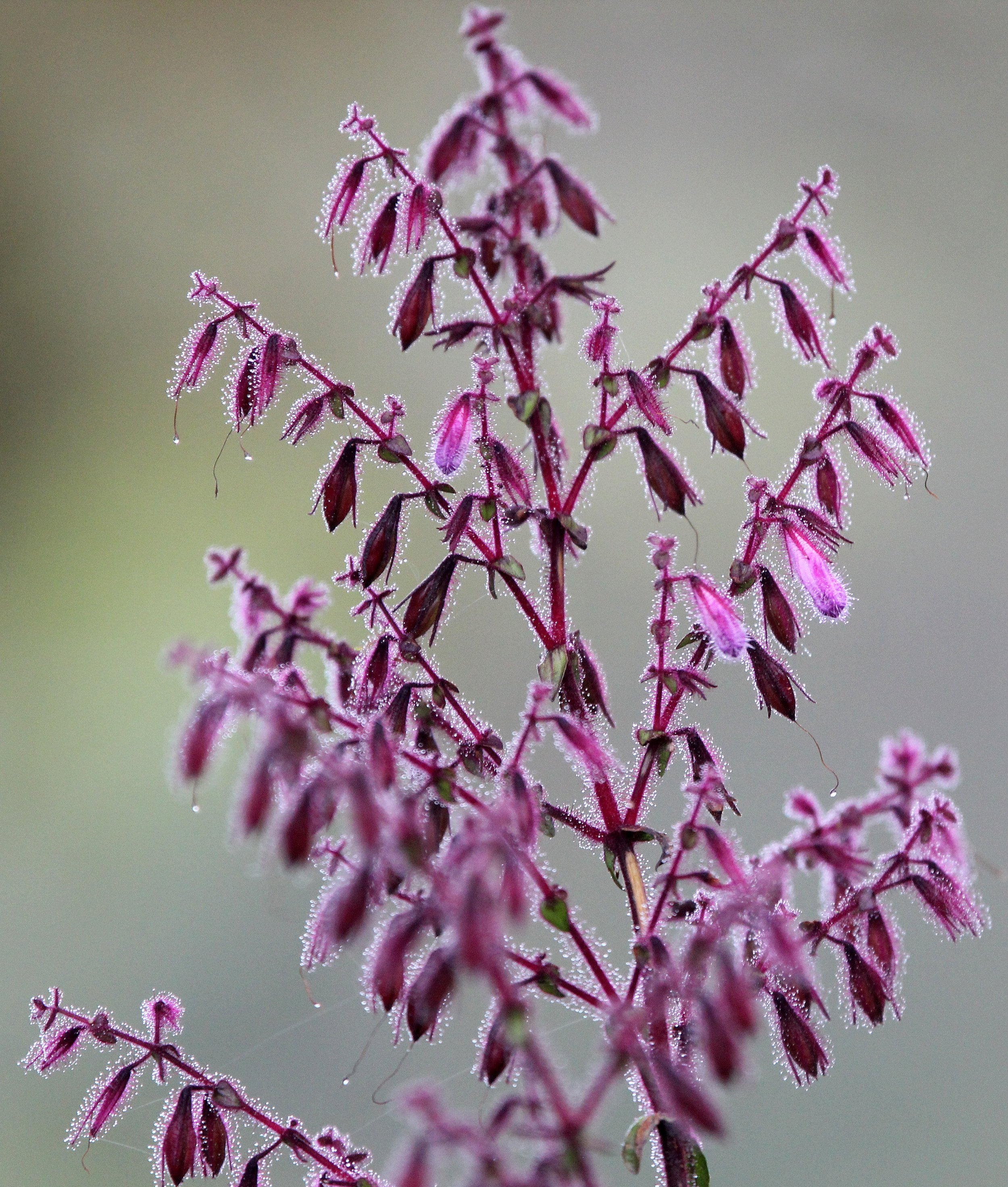 HORTON PLAINS NATIONAL PARK SRI LANKA (7).JPG