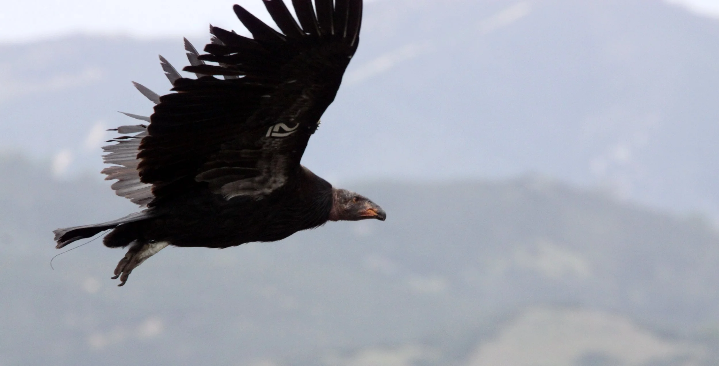 Gymnogyps californianus - CALIFORNIA CONDOR - PINNACLES NATIONAL MONUMENT CALIFORNIA (28).JPG