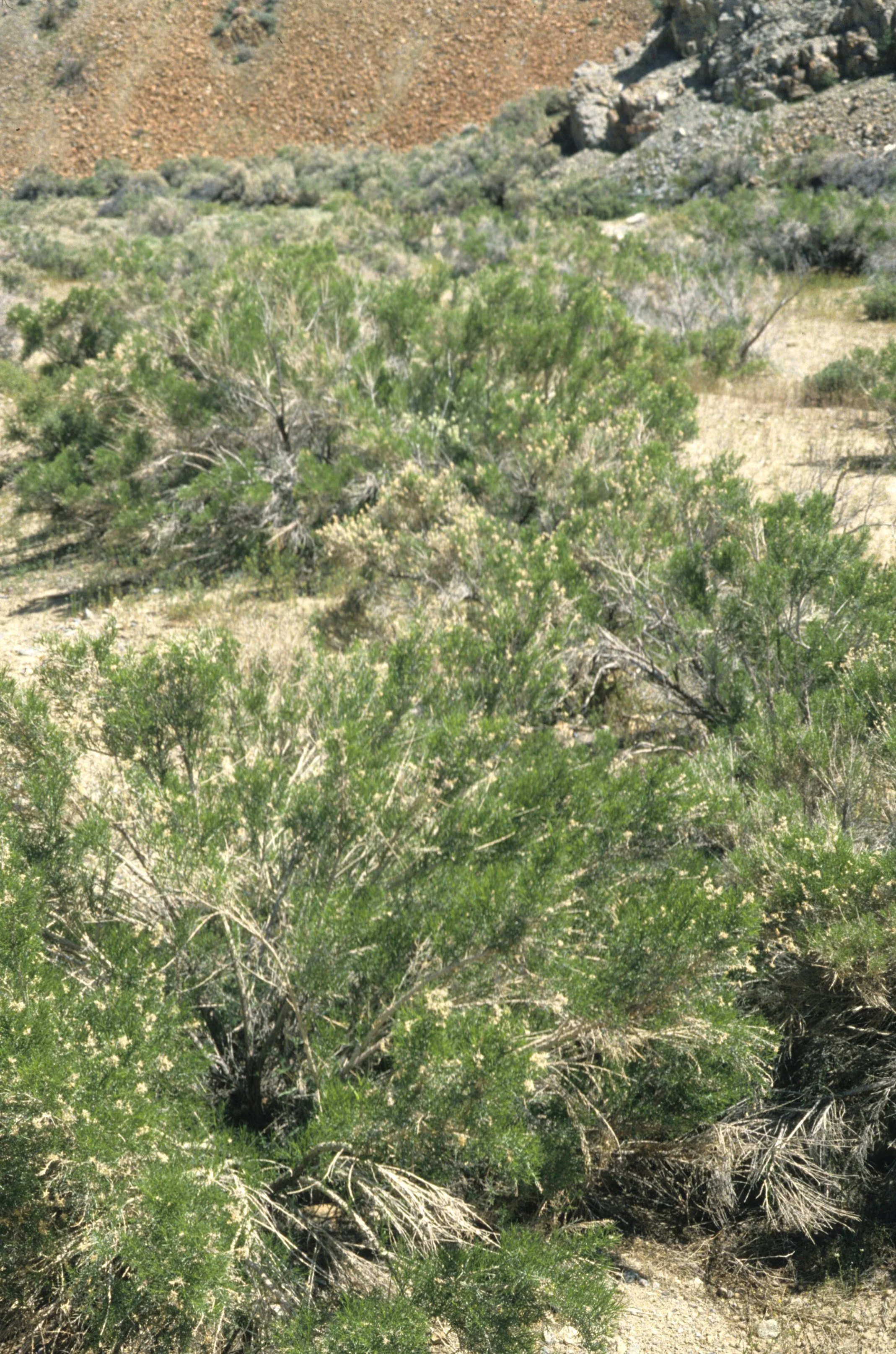 DEATH VALLEY - PEUCEPHYLLUM SCHOTTII - SPRUCE BUSH.jpg