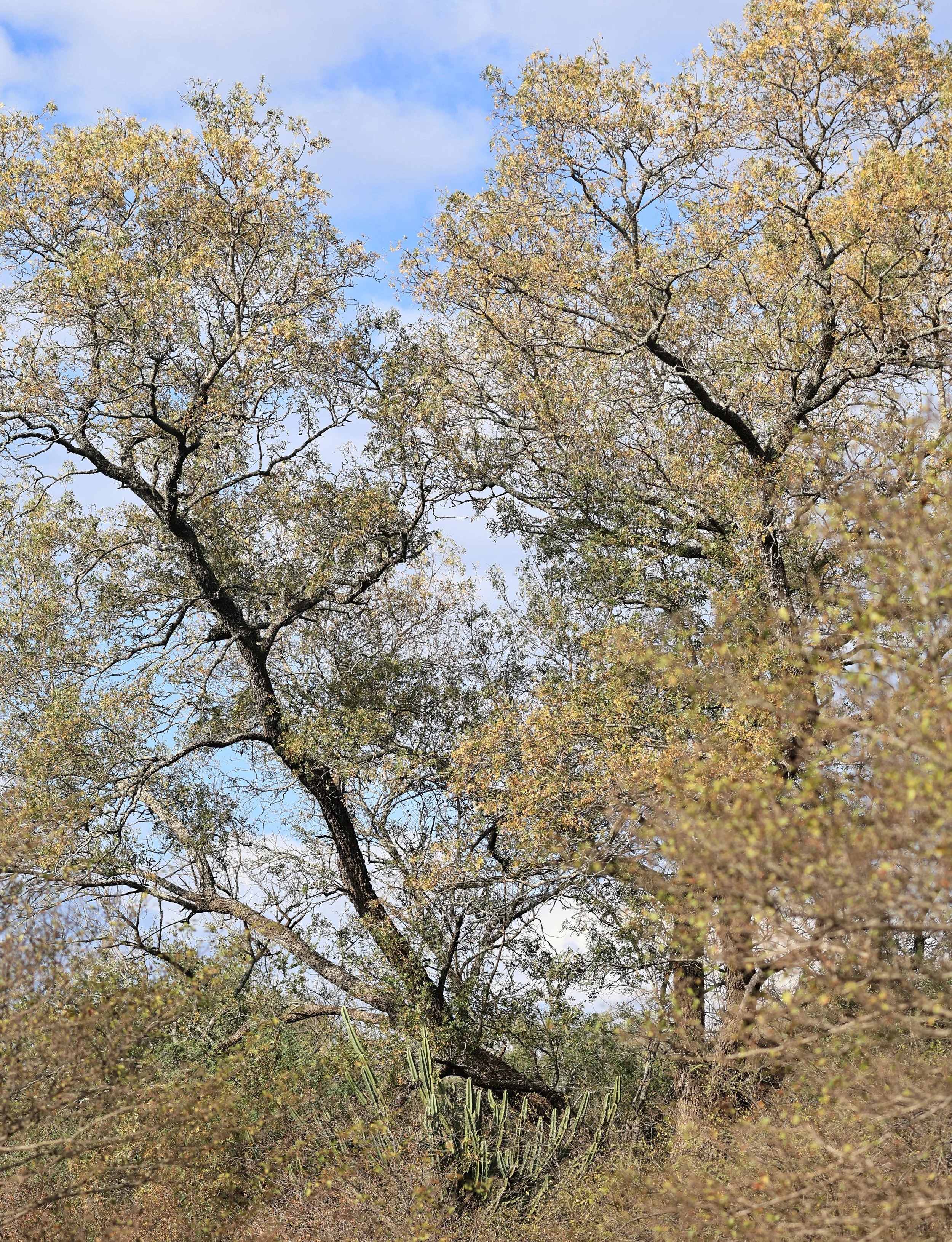 Aurora Chaquena Reserve, Neuland Mennonite Colony 