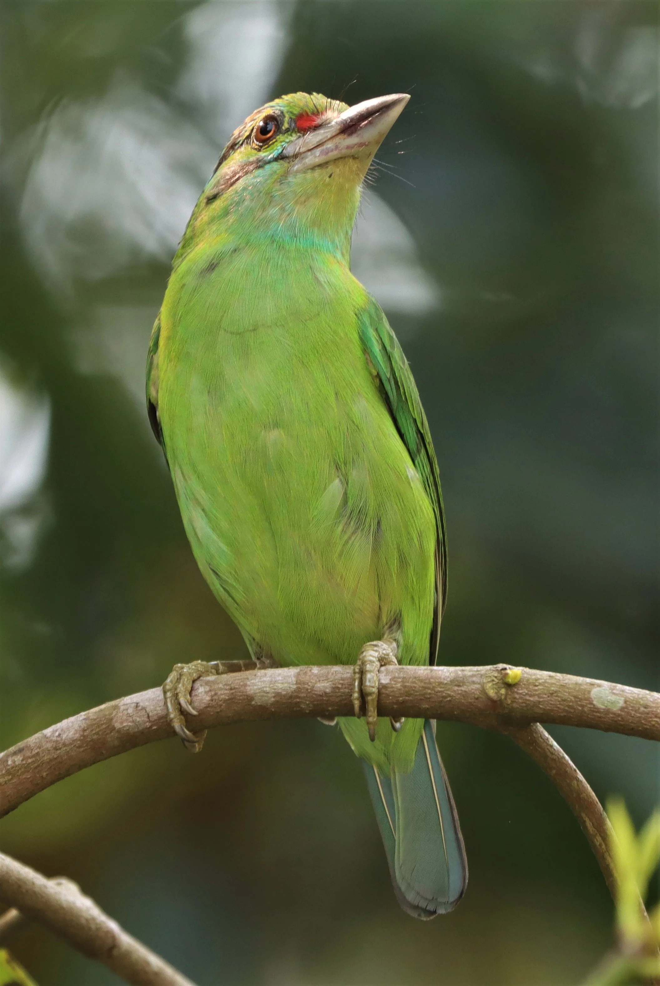 BARBET - MOUSTACHED BARBET - Megalaima incognita -  KHAO YAI NATIONAL PARK (19).jpg