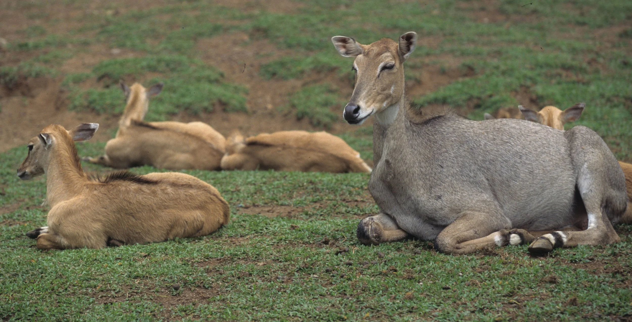 BOVID - BLUEBUCK SPECIES - INDIA.jpg