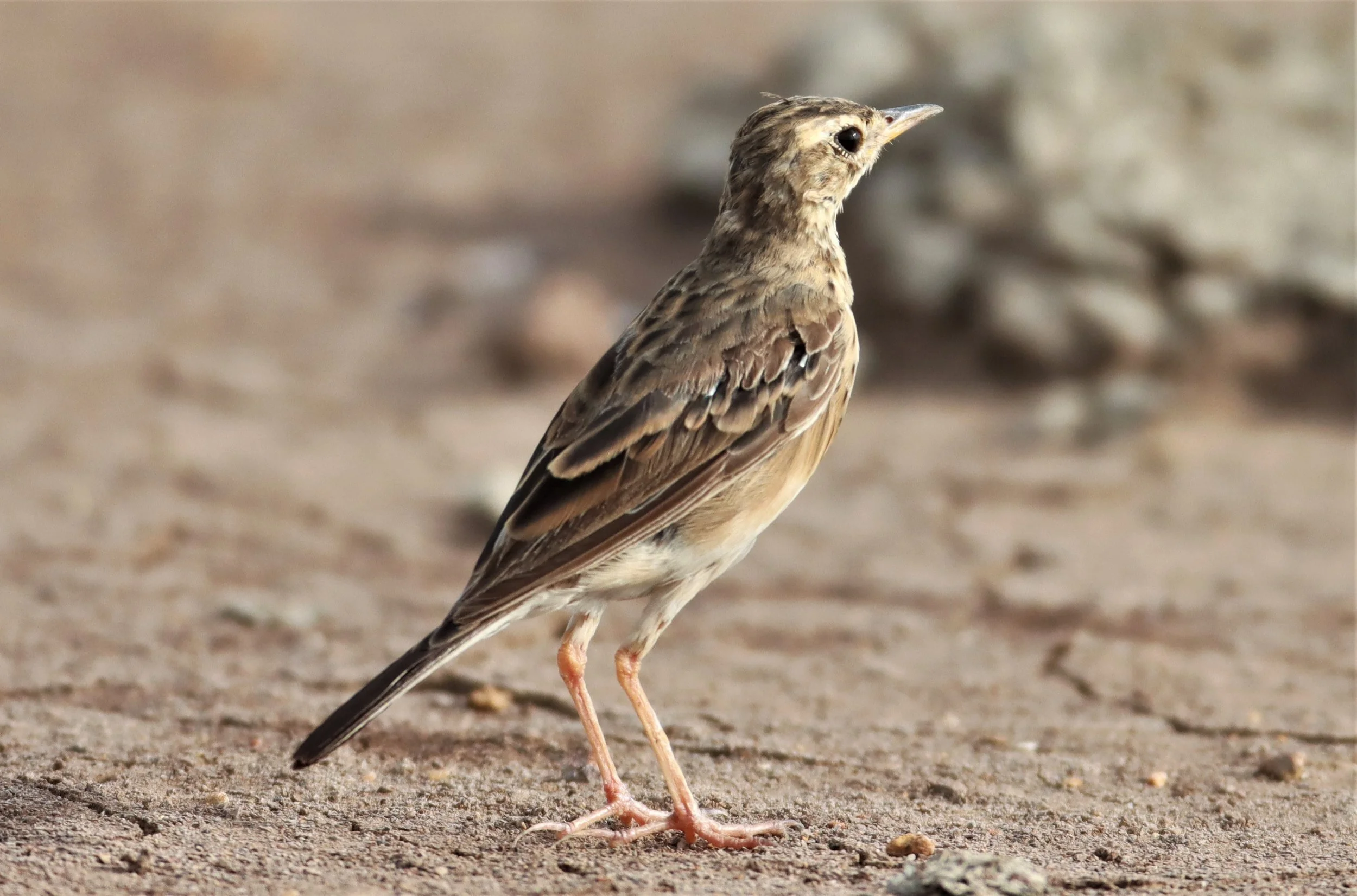 Paddyfield Pipit (Anthus rufulus) BANG KHAEM NAKHON PATHOM (6).jpg