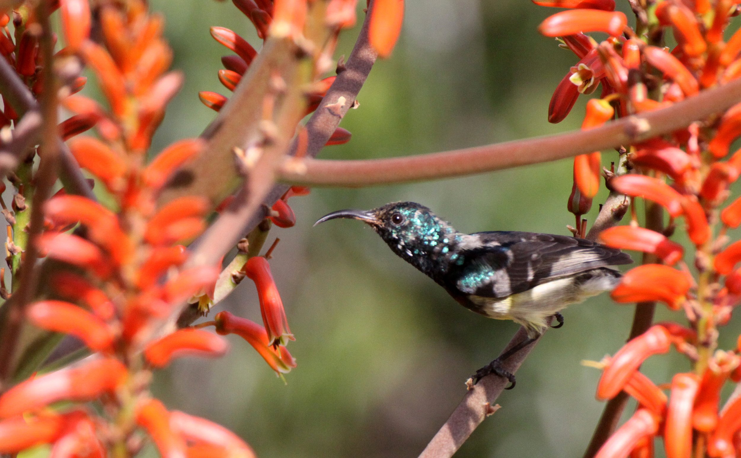 BIRD - SUNBIRD - SOUIMANGA SUNBIRD - ANDOHAHELA NATIONAL PARK MADAGASCAR (7).JPG