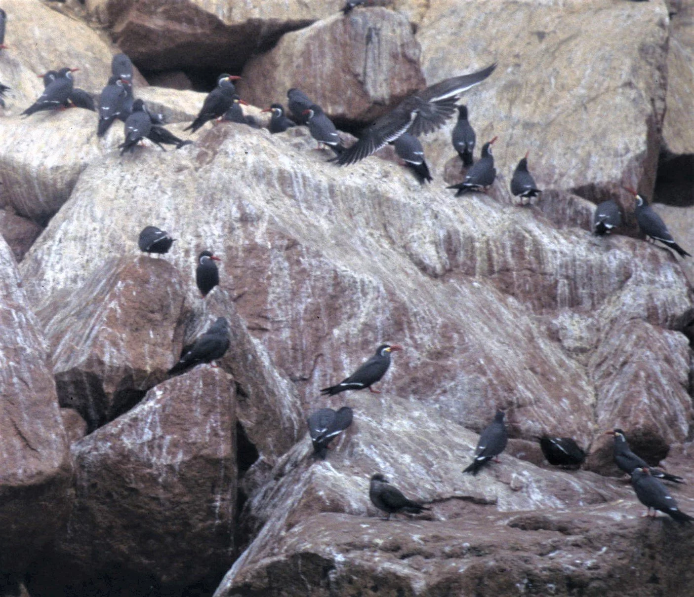 Paracas Peru 2000
