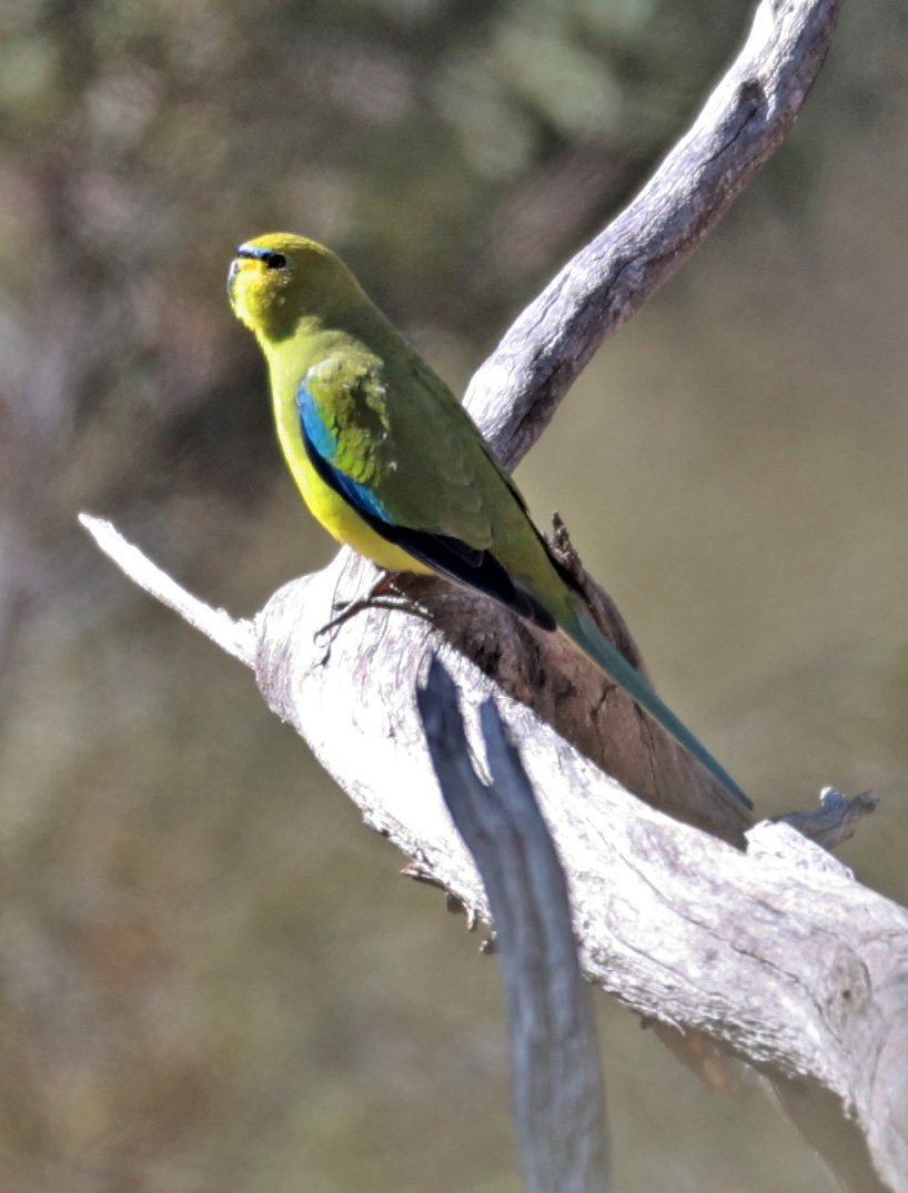 Elegant Parrot (Neophema elegans) Dryandra NP - Western Australia