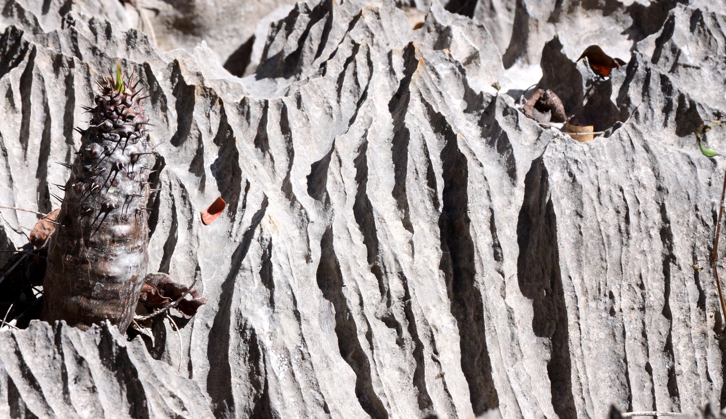 ANKARANA NATIONAL PARK MADAGASCAR - TSINGY FOREST (56).JPG