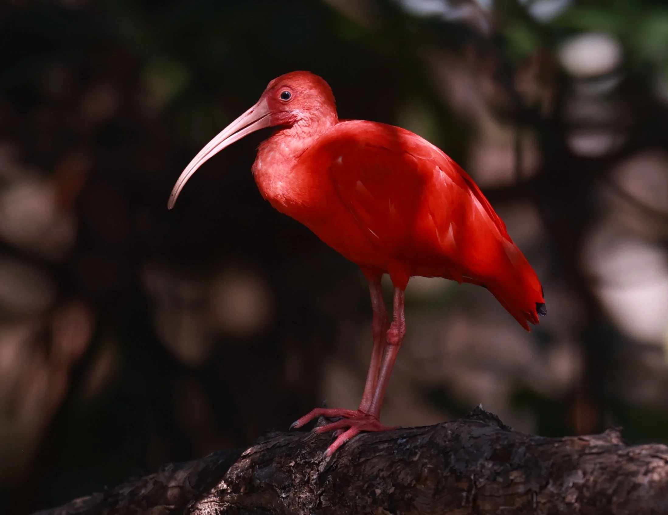 Ibis - Scarlet Ibis - Eudocimus ruber - 29 Songkaow Cafe, Chachoengsao Thailand (207).jpg