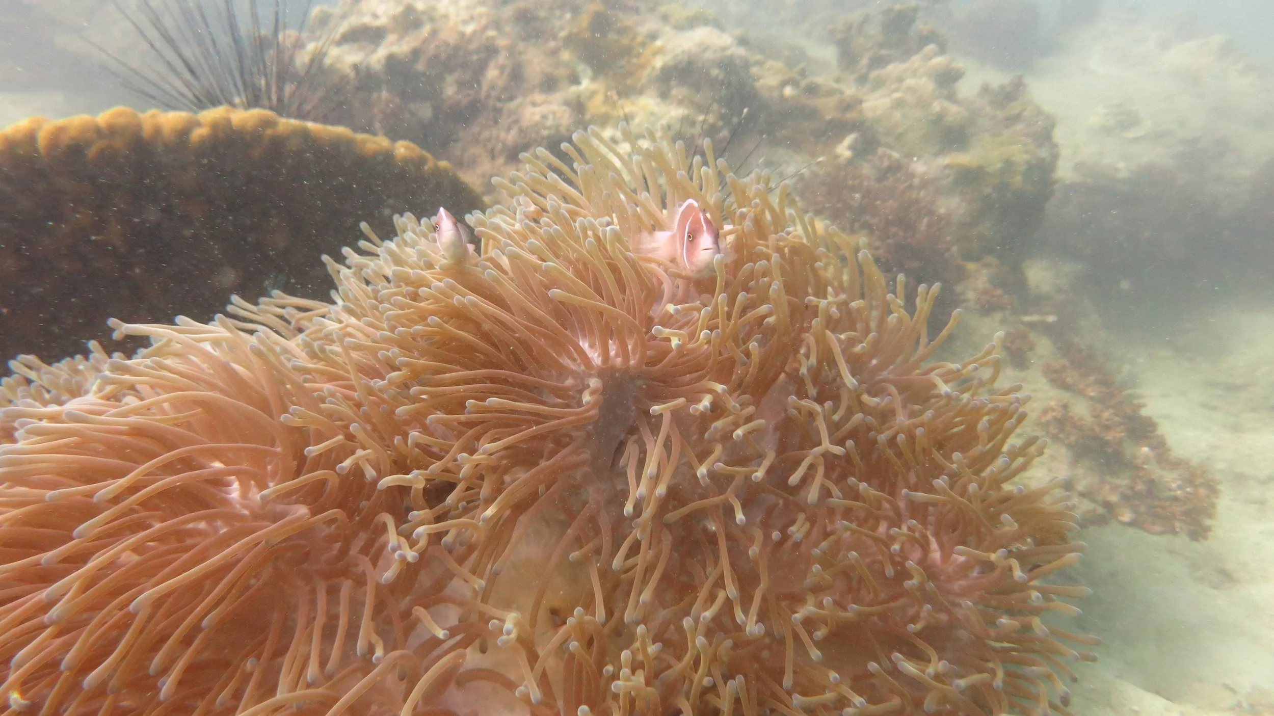 2016 BPS Satthahip Dive Trip with Marine Conservation Club (90).JPG