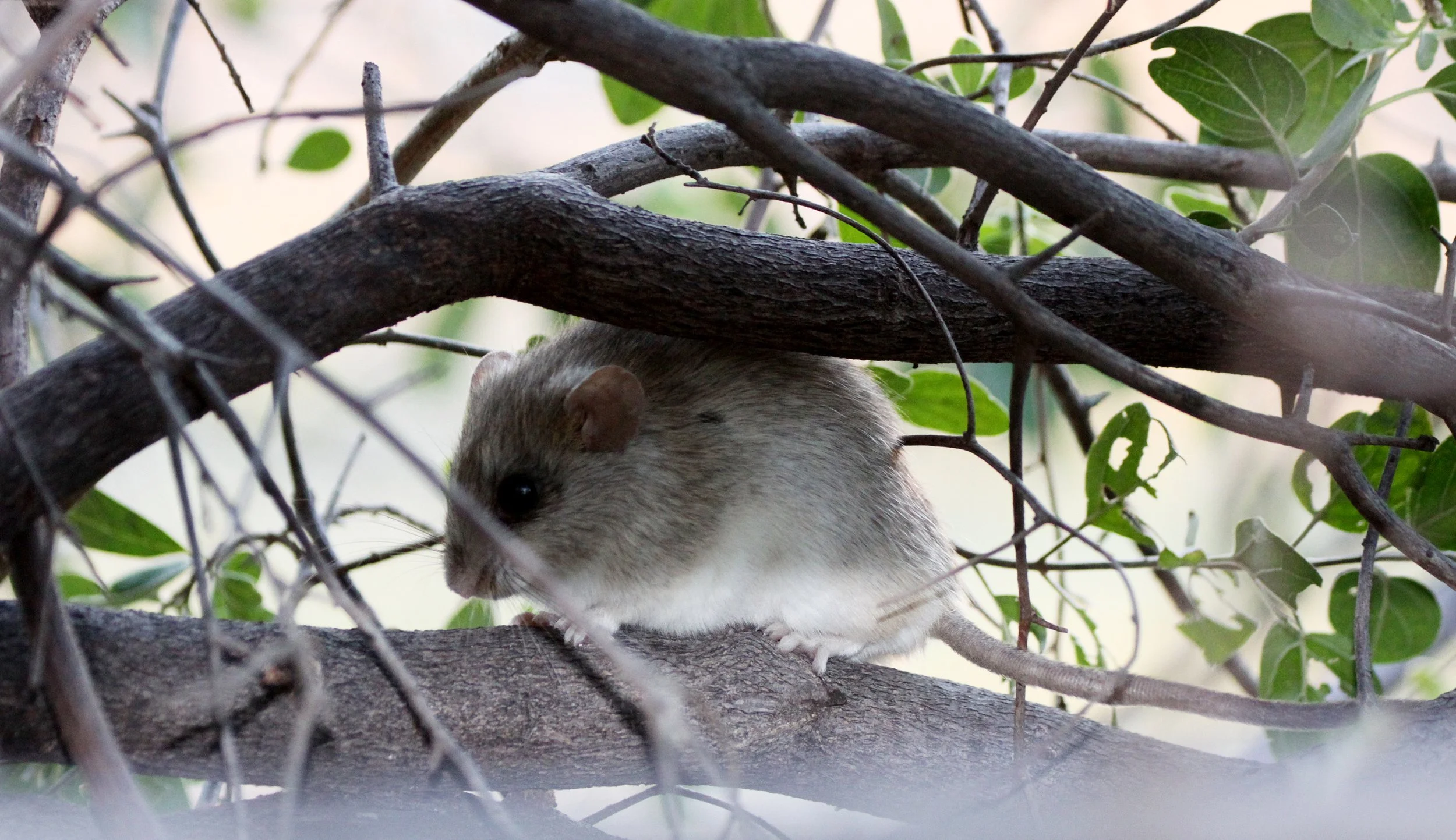Gerbilliscus leucogaster - BUSHVELD GERBIL - (Tatera leucogaster) - KHWAI CAMP - OKAVANGO (2).JPG