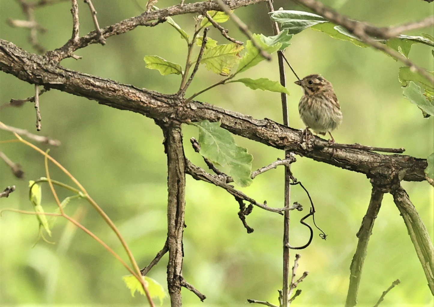 Lincoln's Sparrow (Melospiza lincolnii) Lincoln Marsh Wheaton Illinois (1).jpg