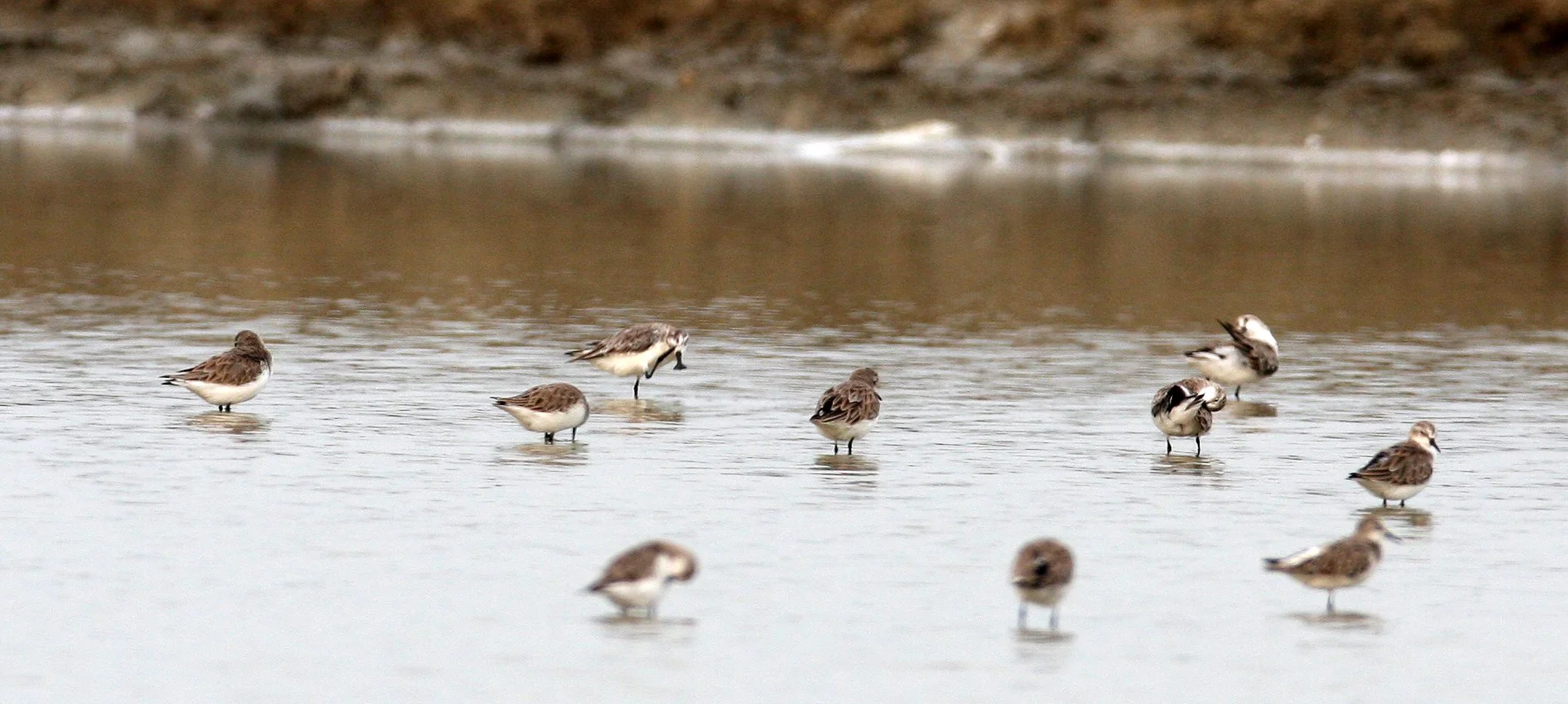 BIRD - SANDPIPER - SPOON-BILLED SANDPIPER - PAK THALE PETCHABURI PROVINCE THAILAND (23).JPG