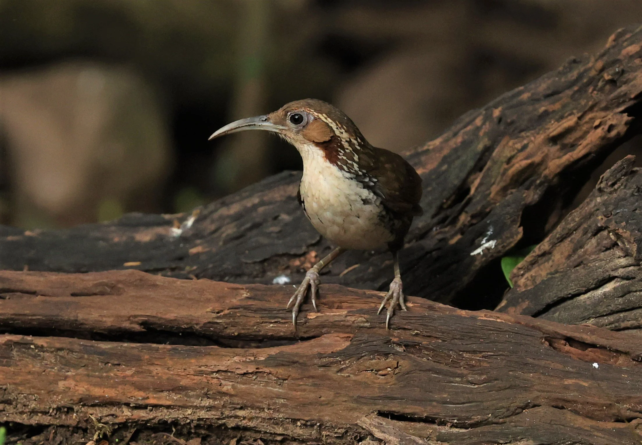 SCIMITAR BABBLER - Erythrogenys hypoleucos - LARGE SCIMITAR BABBLER - NUY HIDE NEAR KAENG KRACHAN FEB 2022 (27).jpg