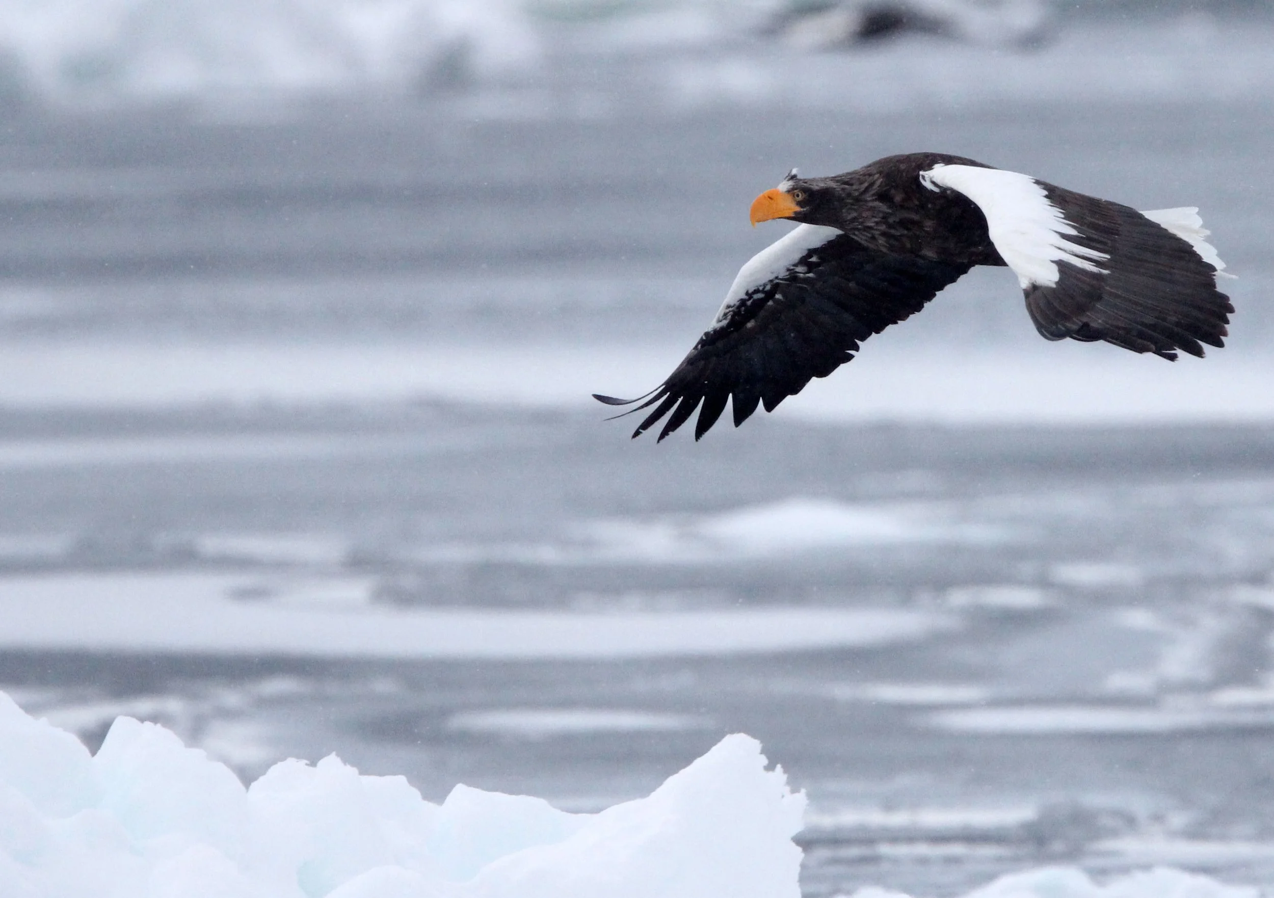 Haliaeetus pelagicus - STELLER'S SEA EAGLE - RAUSU, SHIRETOKO PENINSULA, HOKKAIDO JAPAN (211).JPG