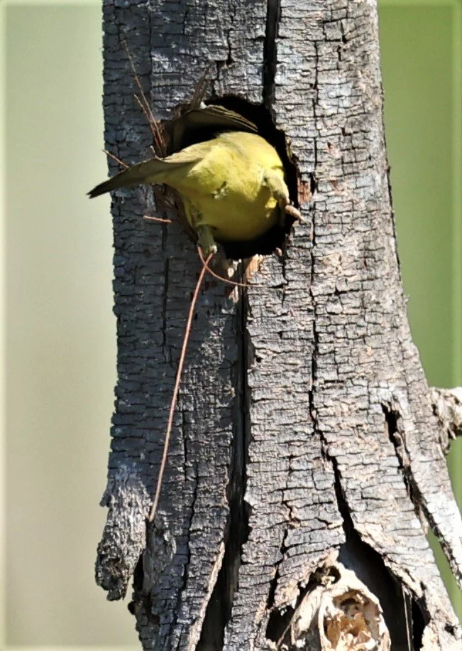 Plain-backed Sparrow (Passer flaveolus) Khao Sam Roi Yod NP Thailand (21).jpg