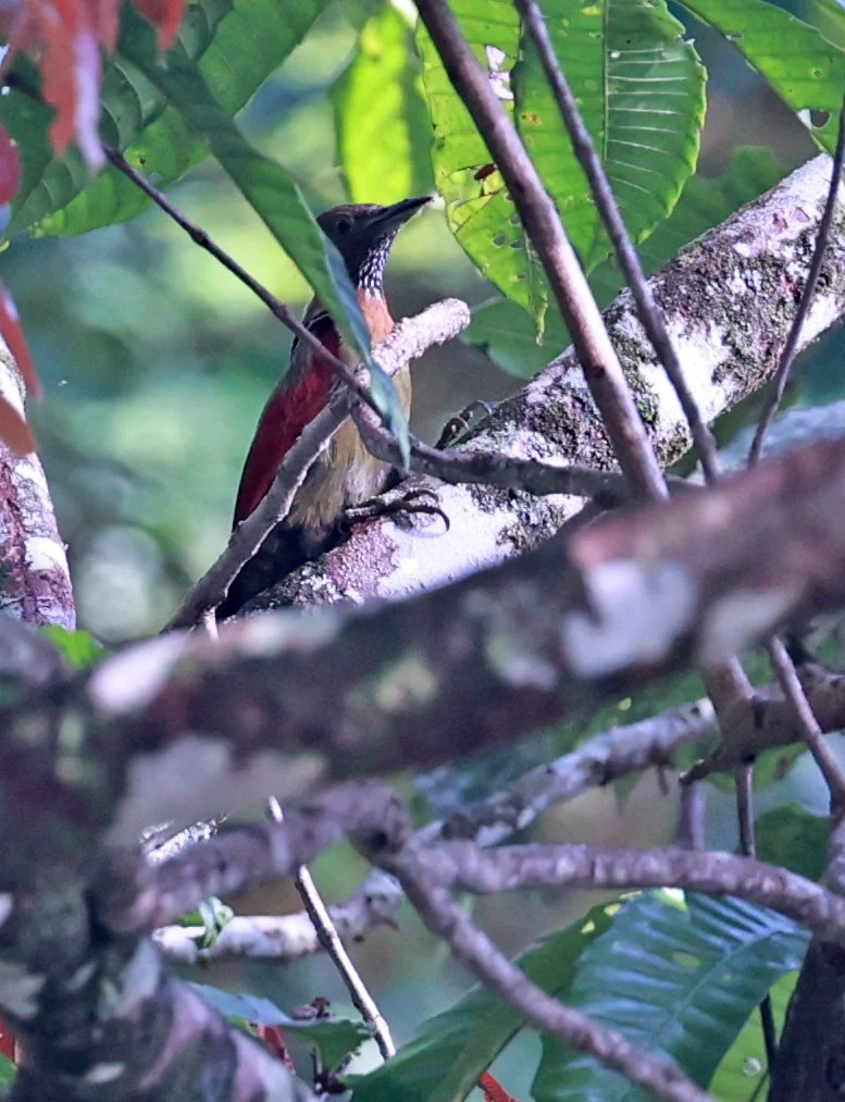 Woodpecker - Checker-throated Woodpecker - Chrysophlegma mentale - Hala Bala National Wildlife Sanctuary Thailand (6).jpg