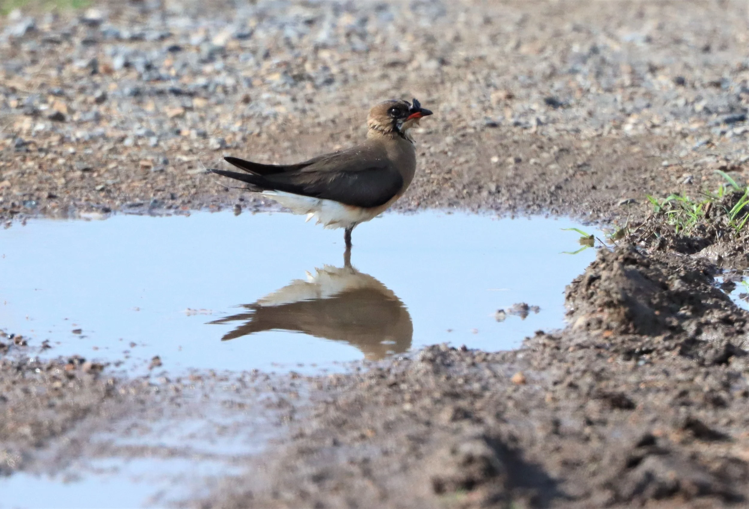PRATINCOLE - ORIENTAL PRATINCOLE - Glaveola maldivarum -  PATHUM THANI RICE RESEARCH CENTER.jpg
