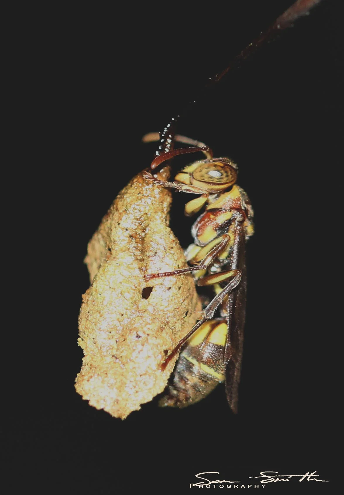 Hymenoptera species 1 - Koh Lanta, Thailand (5).JPG