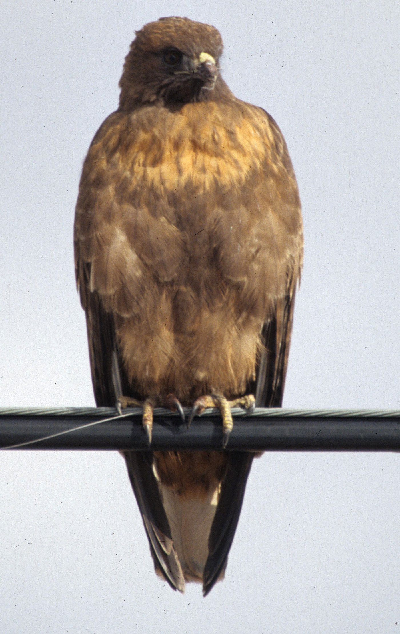 Buteo jamaicensis - RED-TAILED HAWK - KLAMMATH BASIN CALIFORNIA (3).jpg