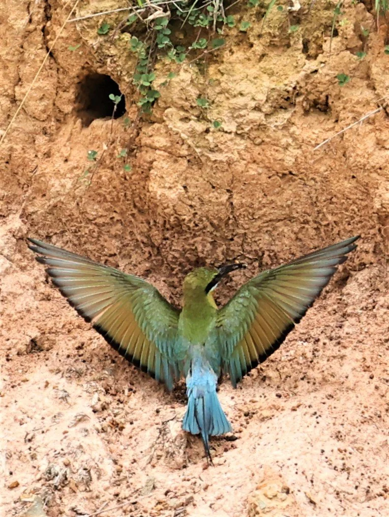 BEE EATER - BLUE-TAILED BEE-EATER - Merops philippinus - PETCHABURI OPEN QUARY AREA ON WAY TO BAAN MAKA JUNE 2022 (13).jpg