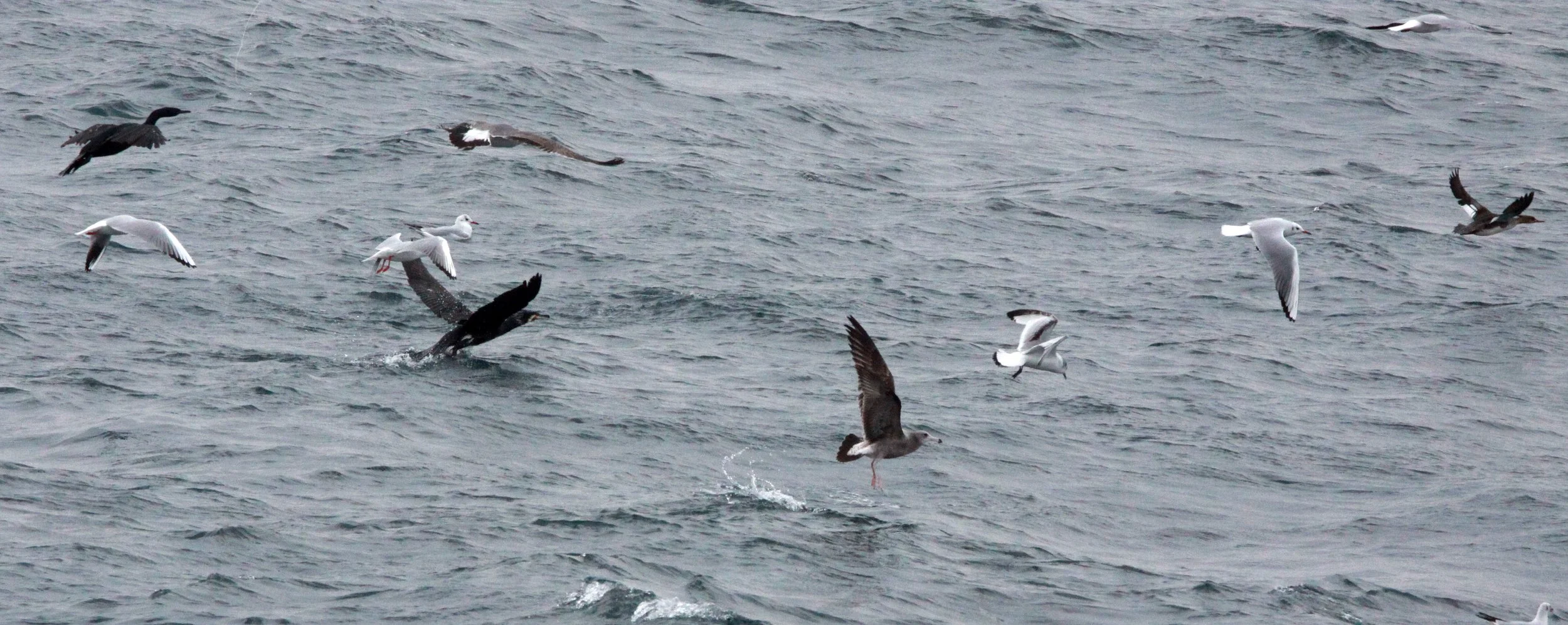 Phalacrocorax carbo - Great Cormorant - mixed Temminck's - Cape Irago, Japan (9).JPG