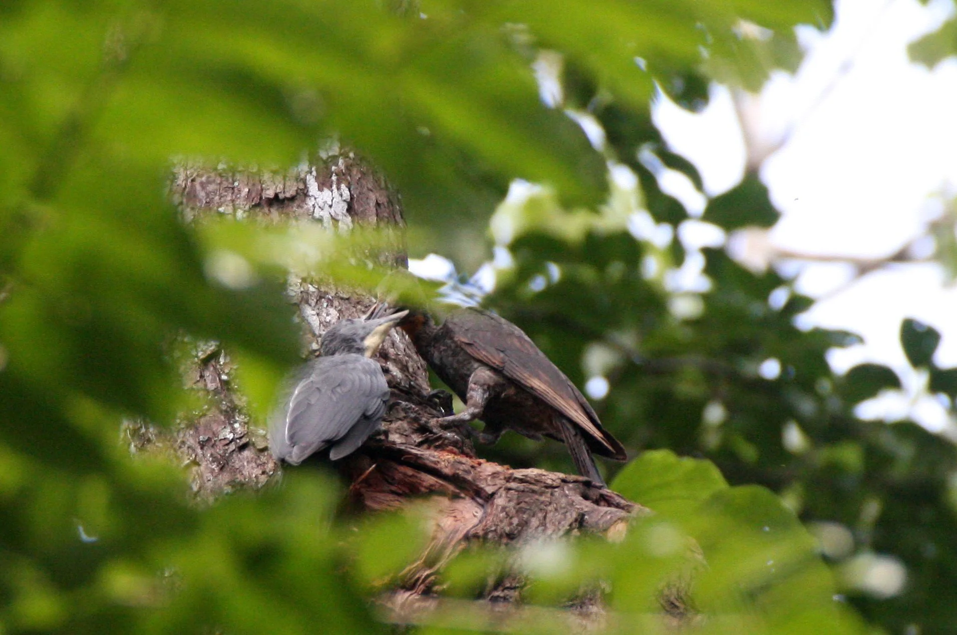 BIRD - WOODPECKER - GREAT-SLATY WOODPECKER - KAENG KRACHAN NP THAILAND (9).JPG