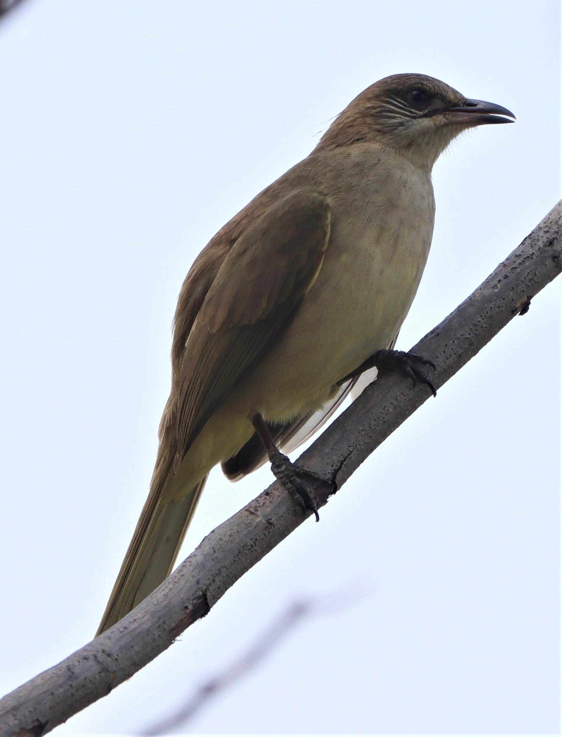 BULBUL - STREAK-EARED BULBUL - Pycnonotus blanfordi - LAT KRABANG WETLANDS NEAR BKK (2).jpg
