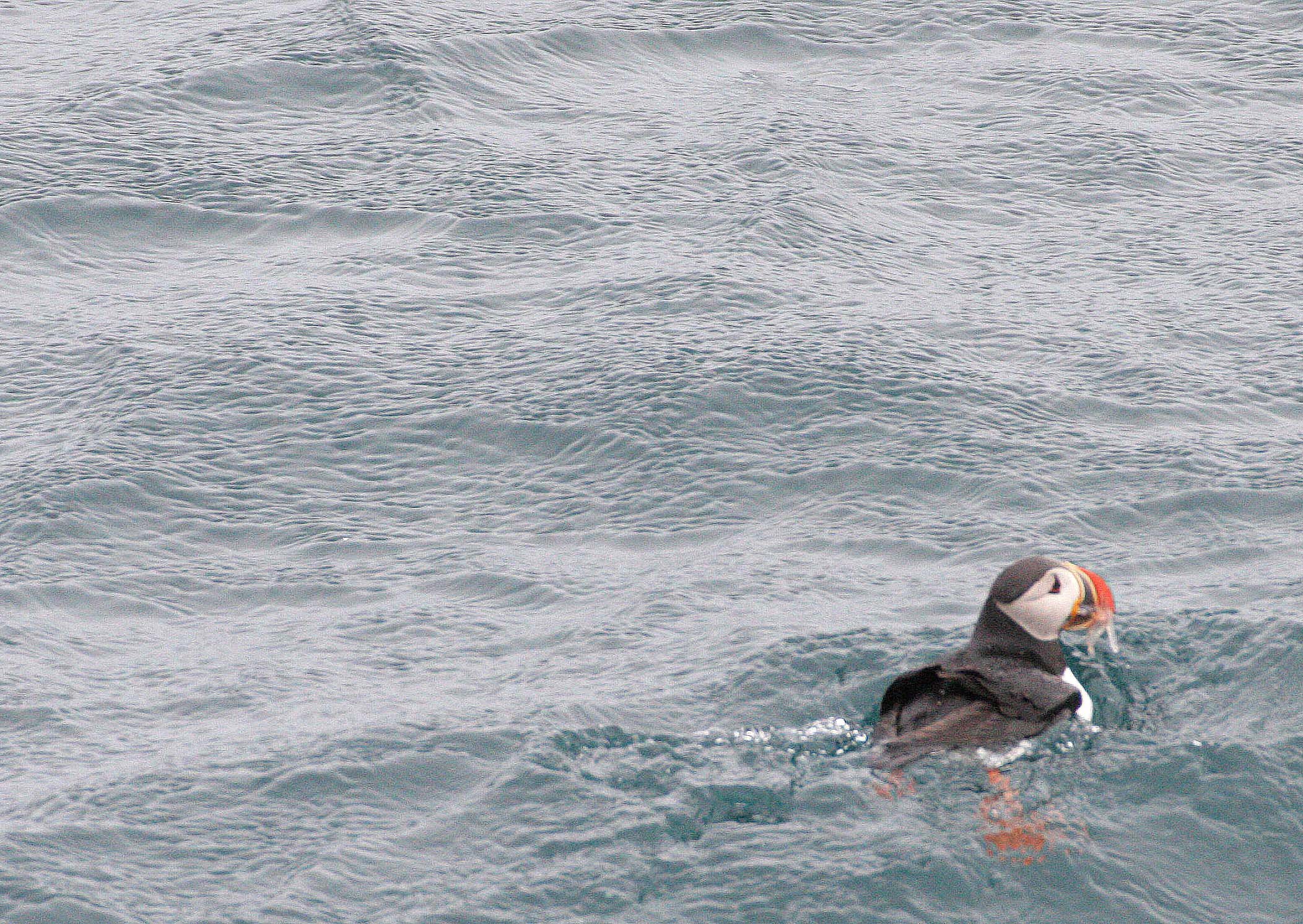 Fratercula arctica - ATLANTIC PUFFIN - SVALBARD (14).jpg