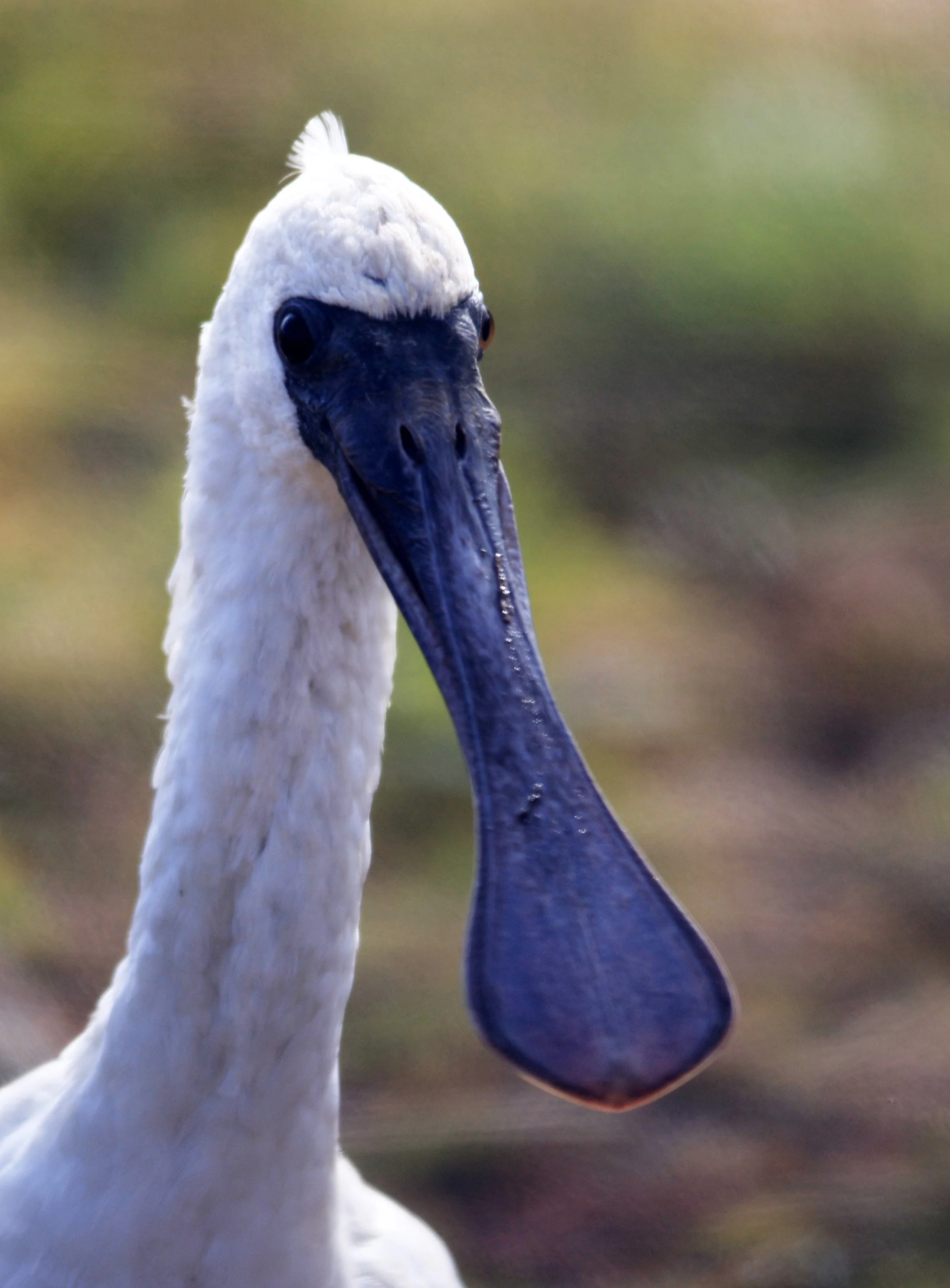 Black-faced Spoonbill (Platalea minor) Izumi Crane Center and Fields Izumi Kagoshima Japan (81).jpg