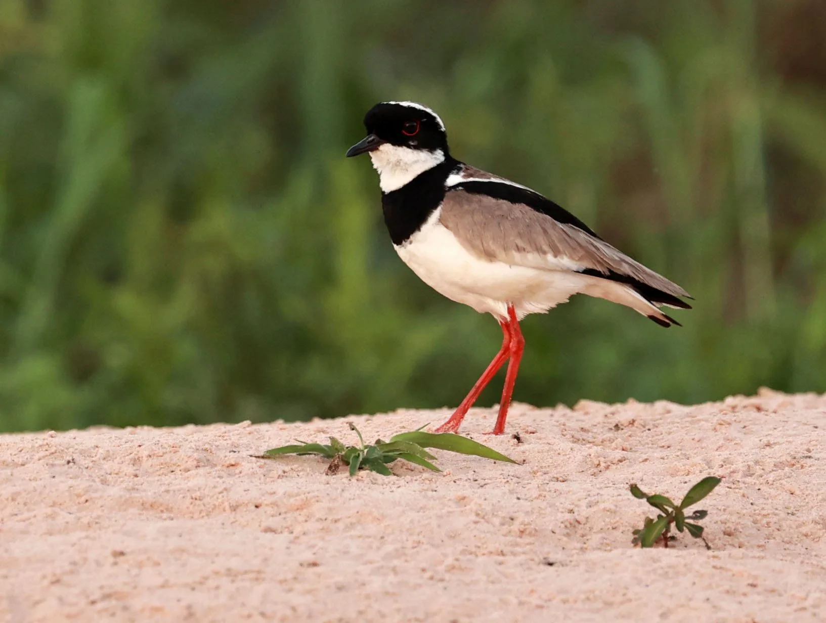 Lapwing - Pied Lapwing or Plover - Vanellus cayanus - Pantanal, Encontro das Águas State Park, Porto Jofre, Cuiaba River, Brazil (10).jpg