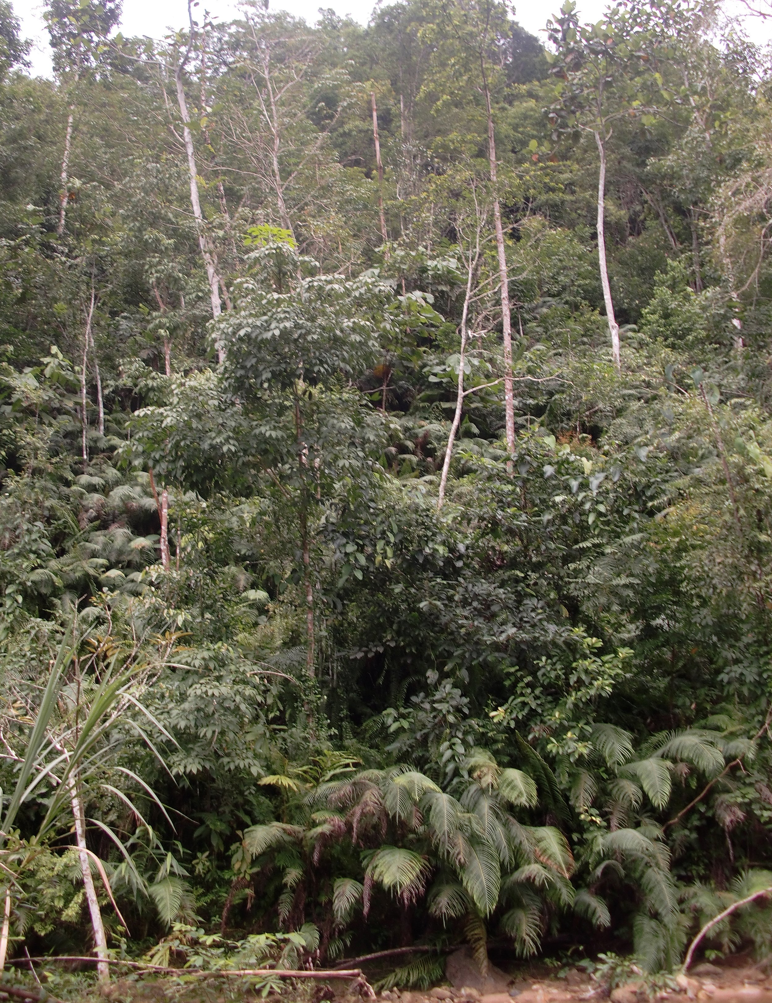 2011-12 Promluk Property before Floods and Typhoon (39).JPG